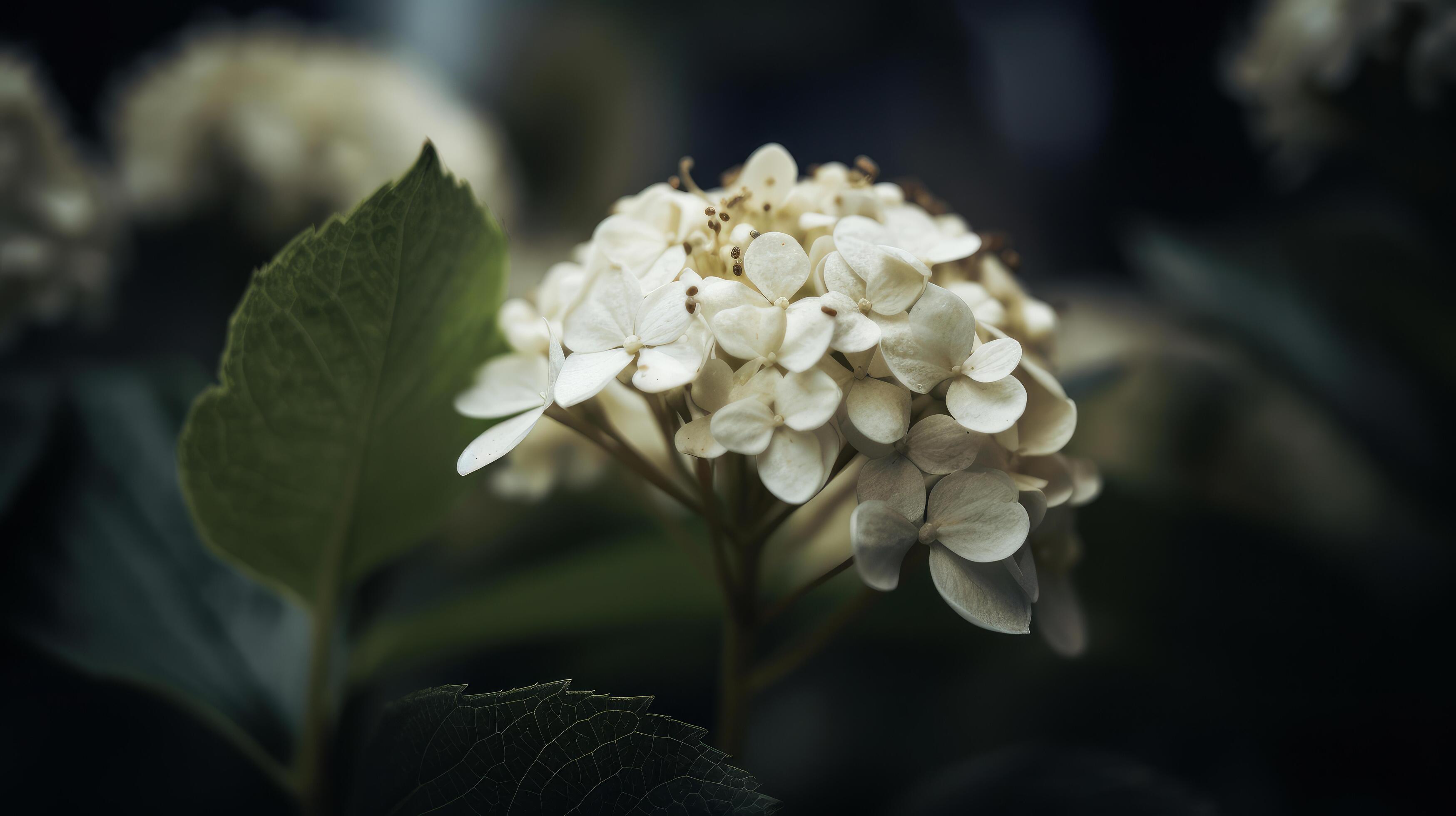 Hydrangea flower background. Illustration Stock Free