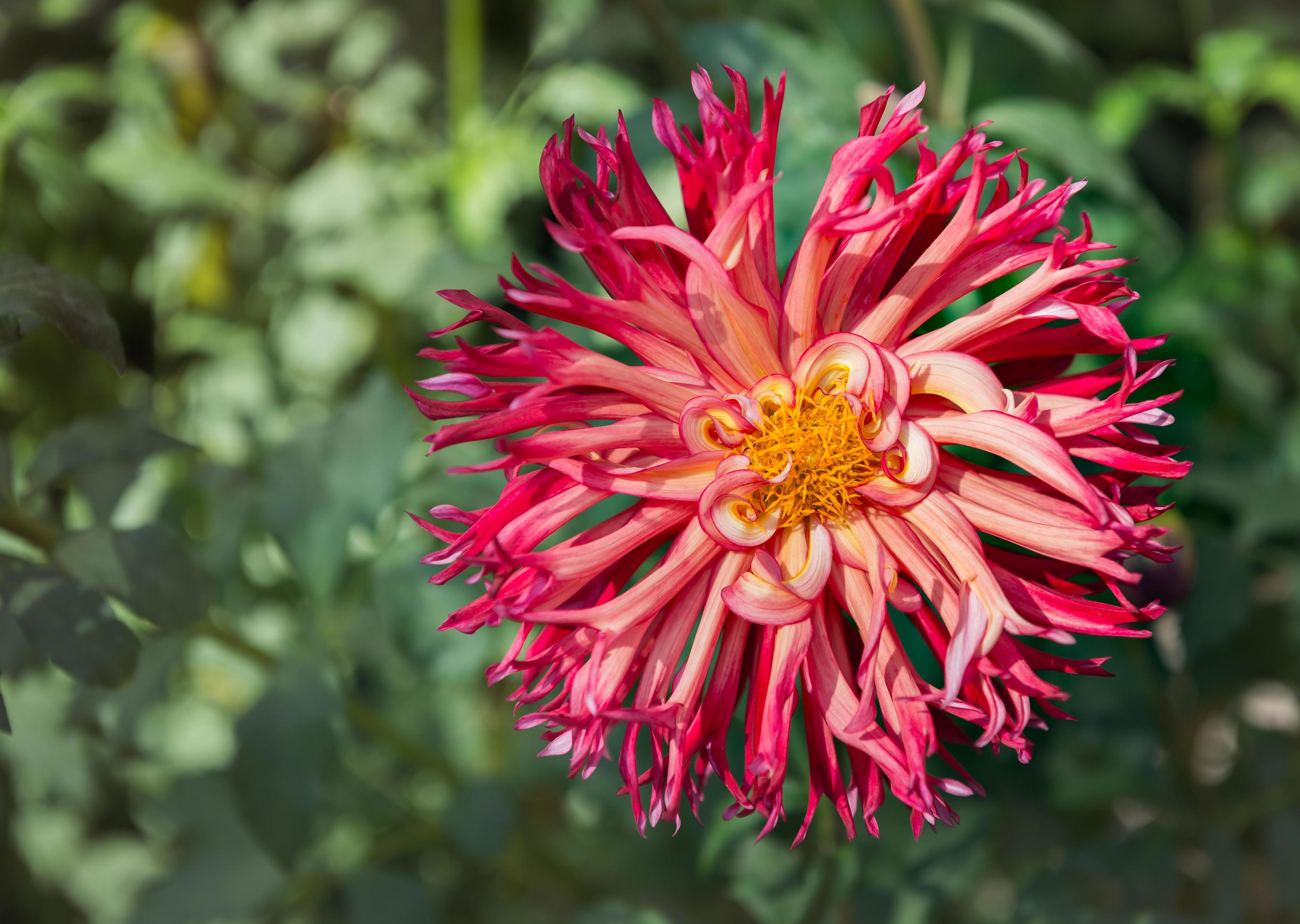 hybrid red Dahlia flower Stock Free