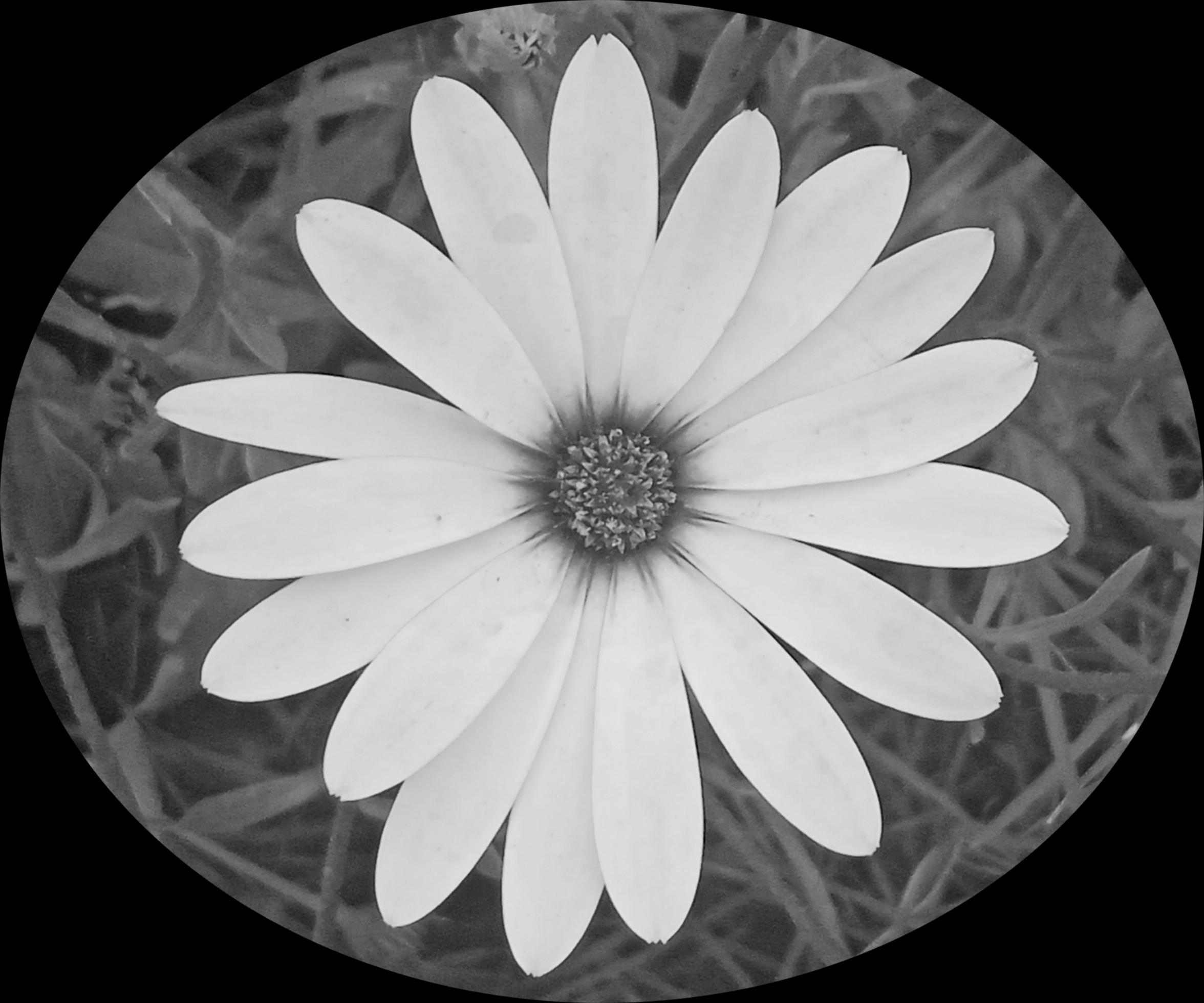 Black and white daisy flower Stock Free