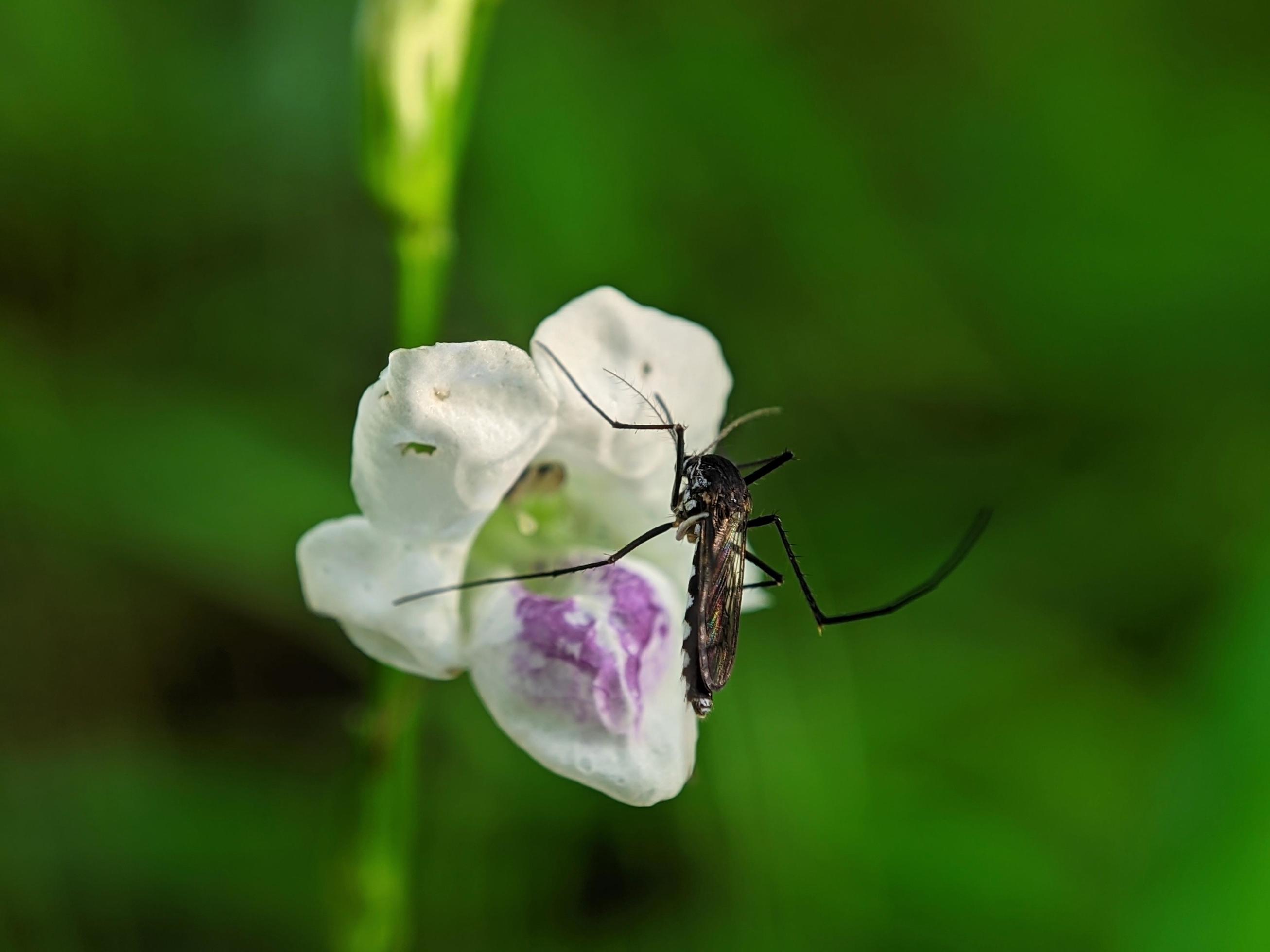 close up, photo of flowers and mosquitoes Stock Free