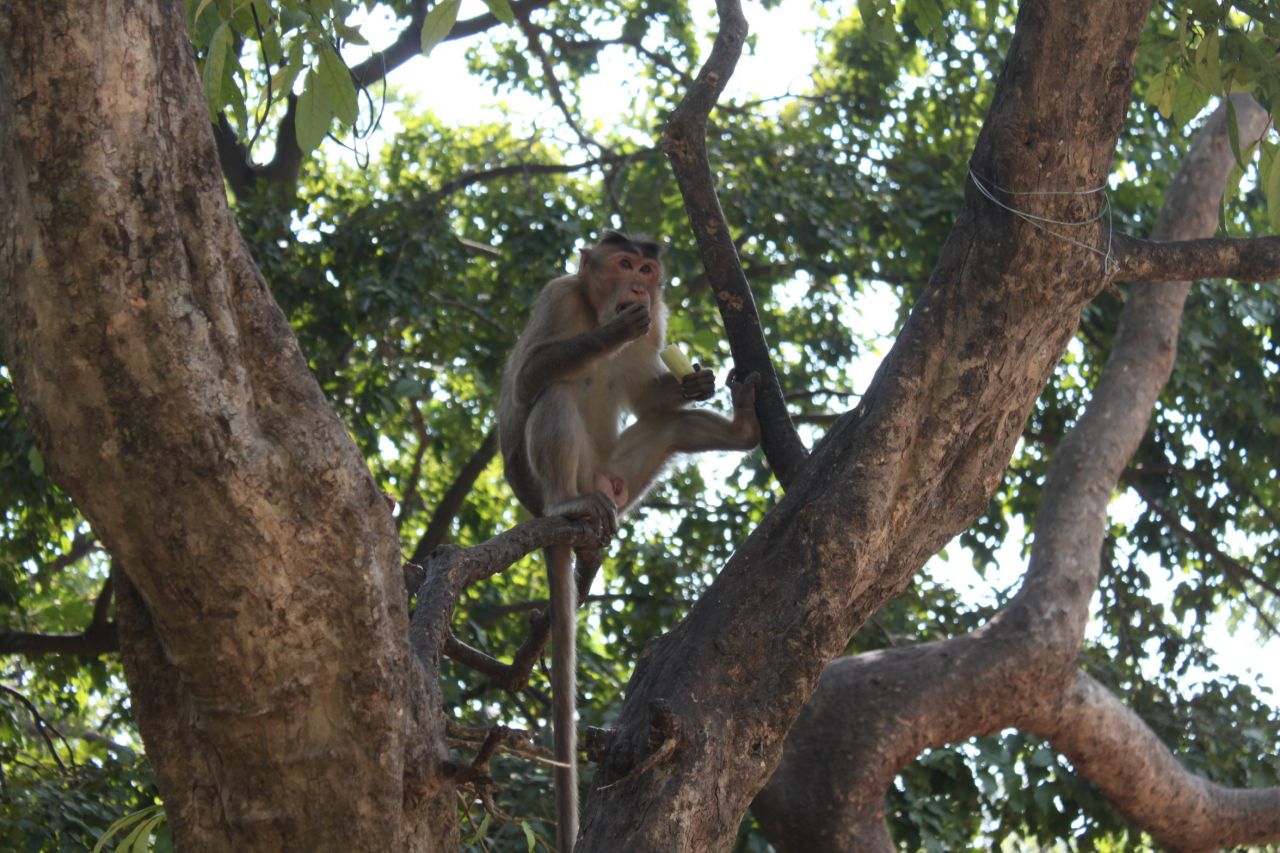 Monkey Eating Banana Stock Free