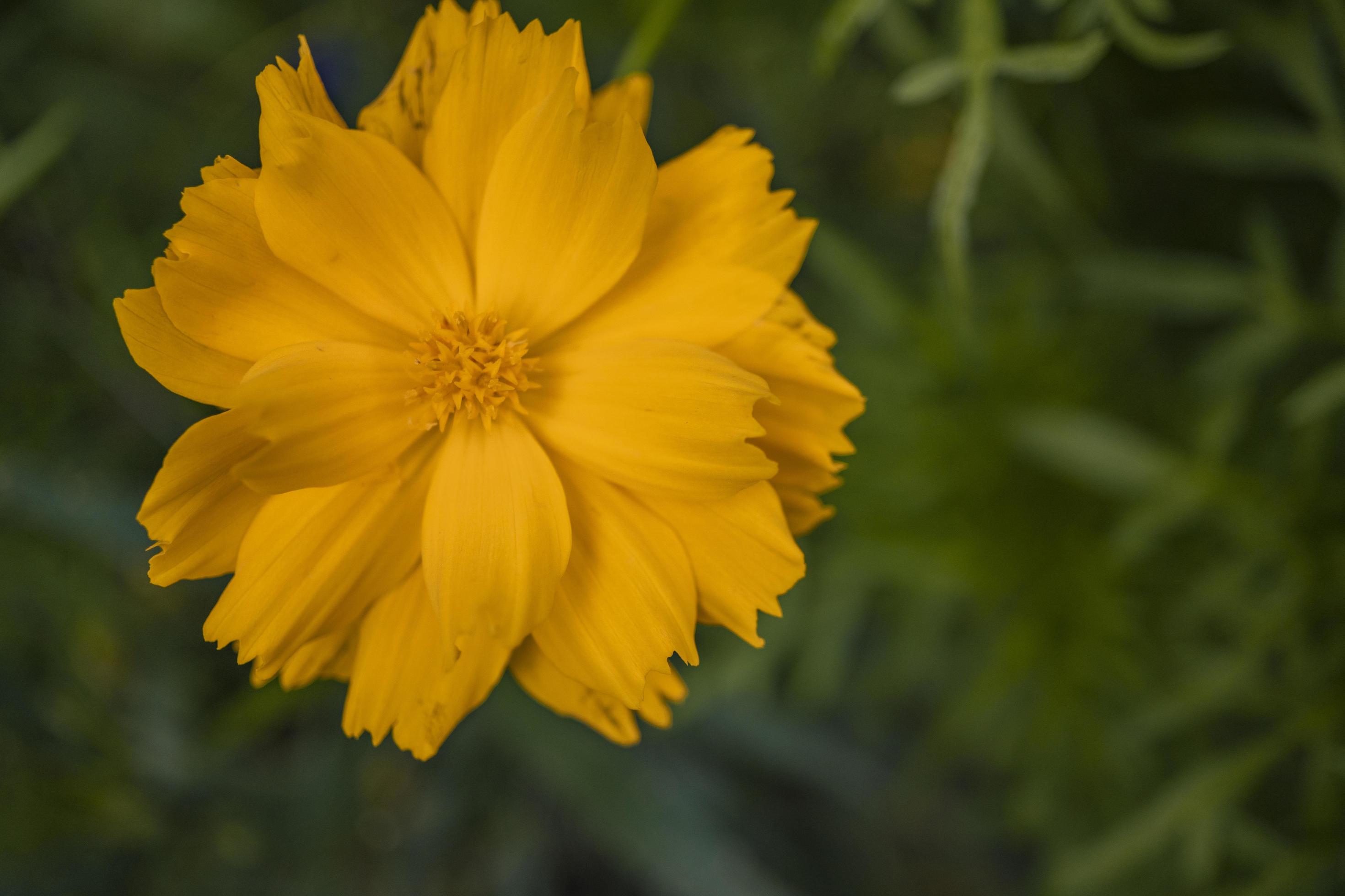 Close up photo of yellow cosmos flower when spring season. Stock Free