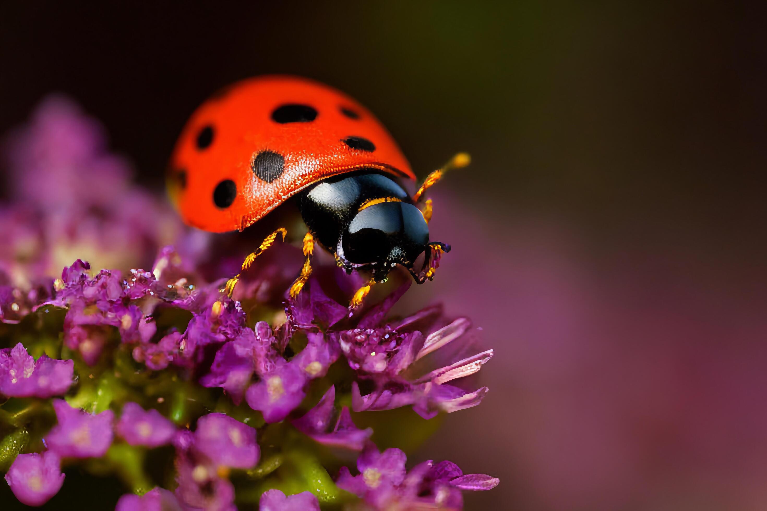 The ladybug on the flower with . Stock Free