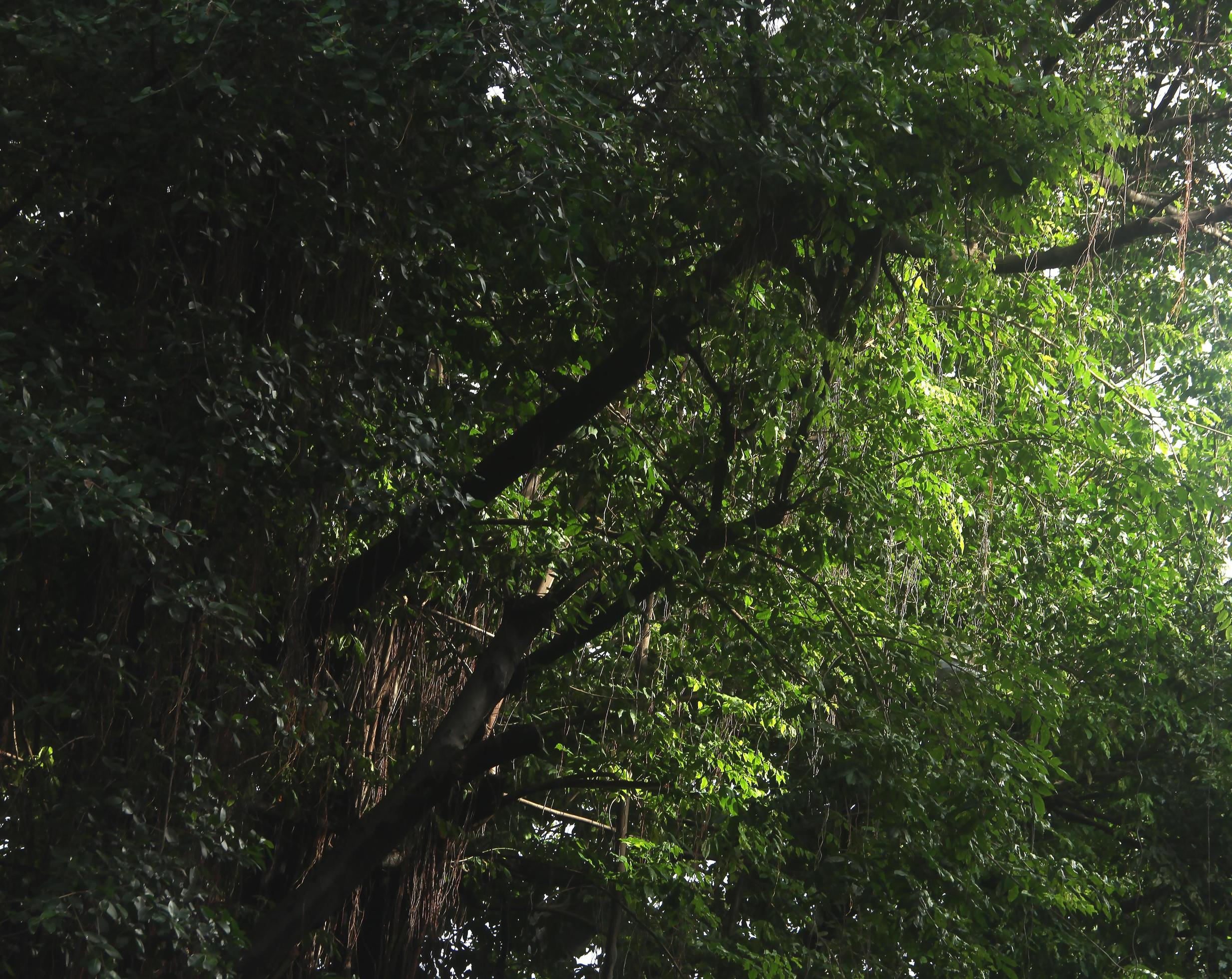 Dark natural forest tree with woods. Botanical themed textured background isolated. Stock Free