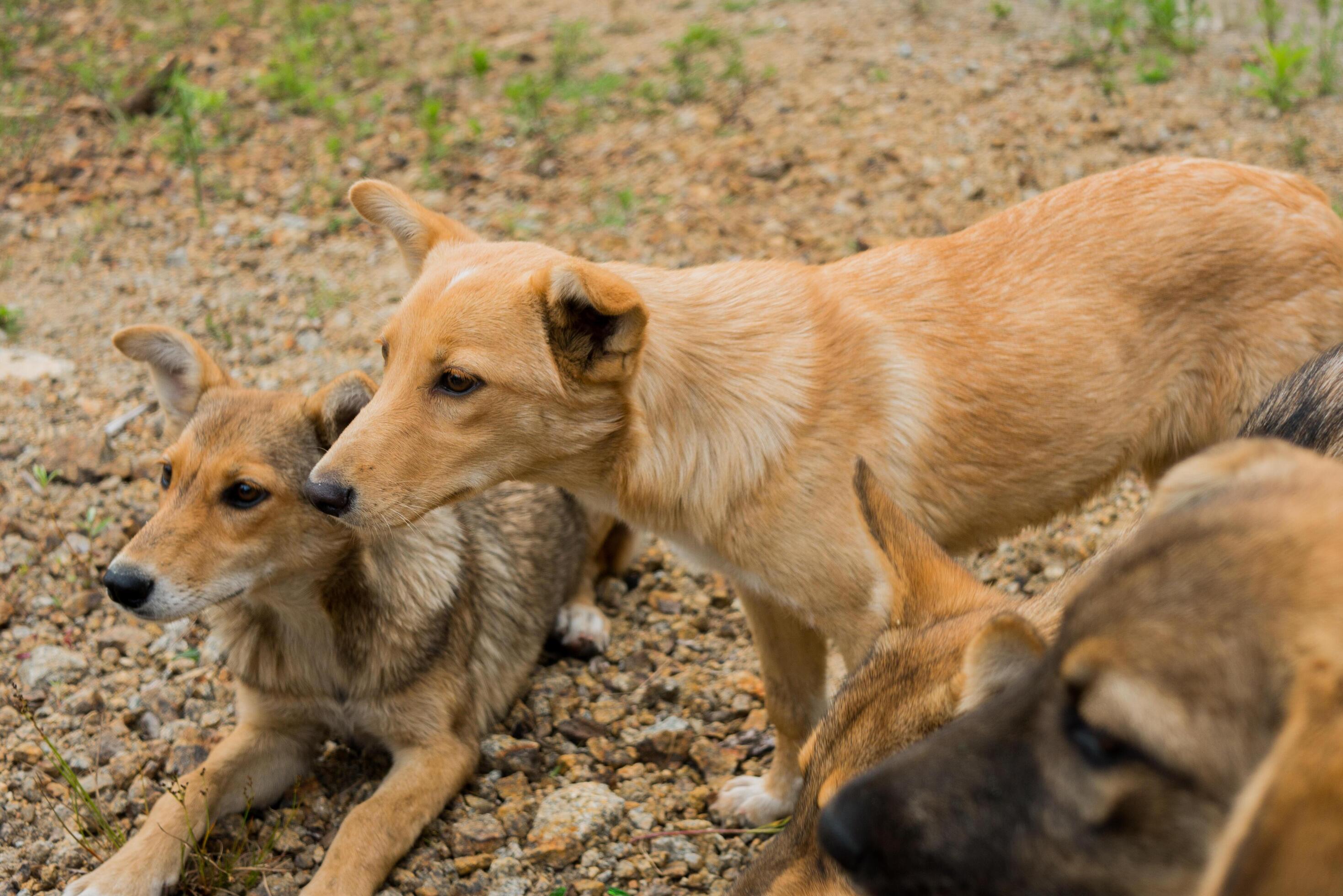 Pack of young dogs are together outdoors. Family, a group of dogs of the same breed on a walk in the forest. Stock Free