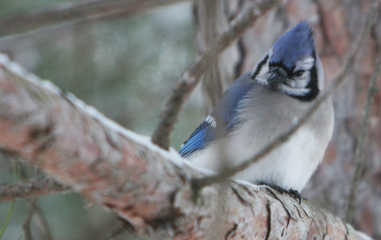 Blue Jay Bird Stock Free