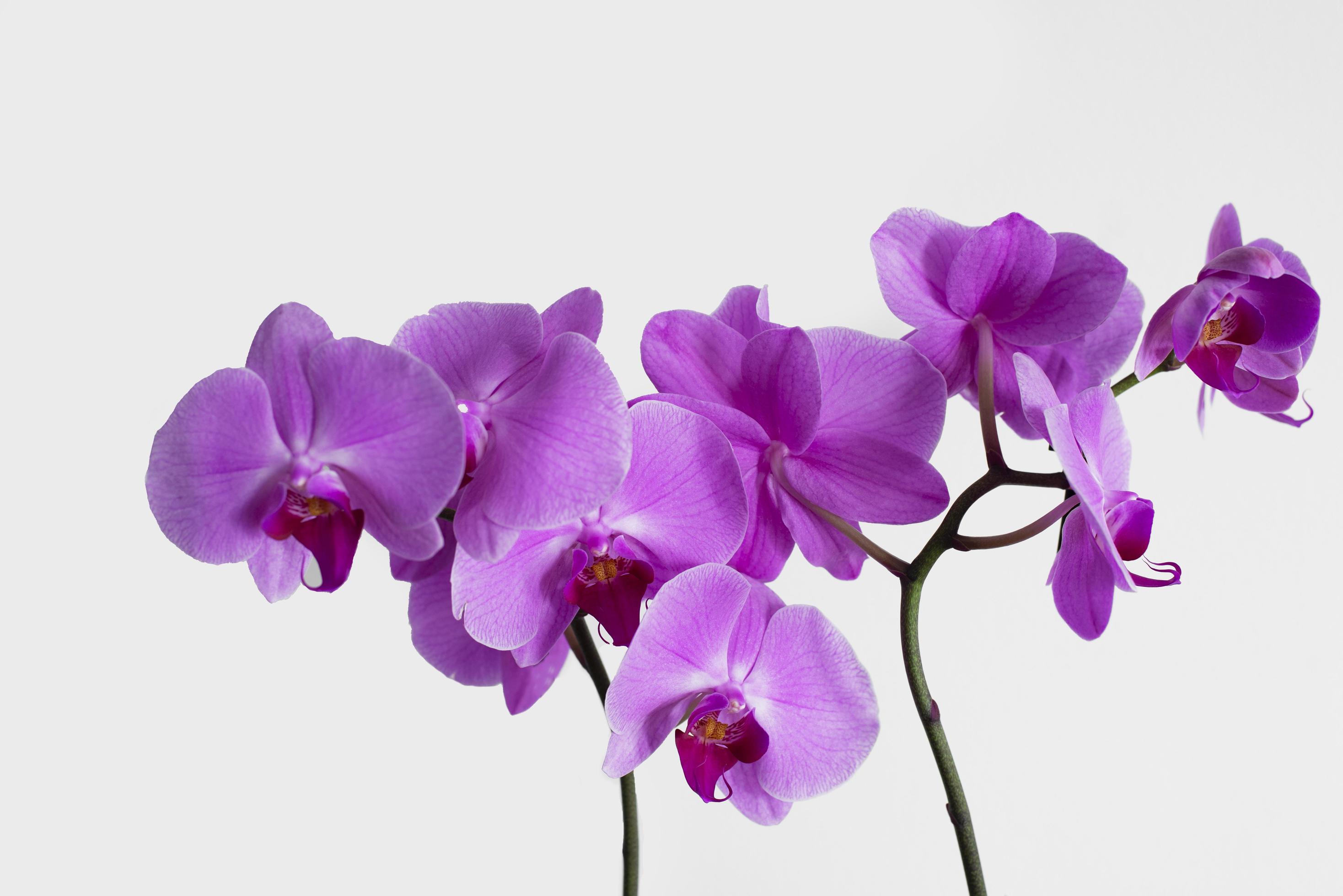 Purple orchid on a white background. Isolated image of a flower. Stock Free