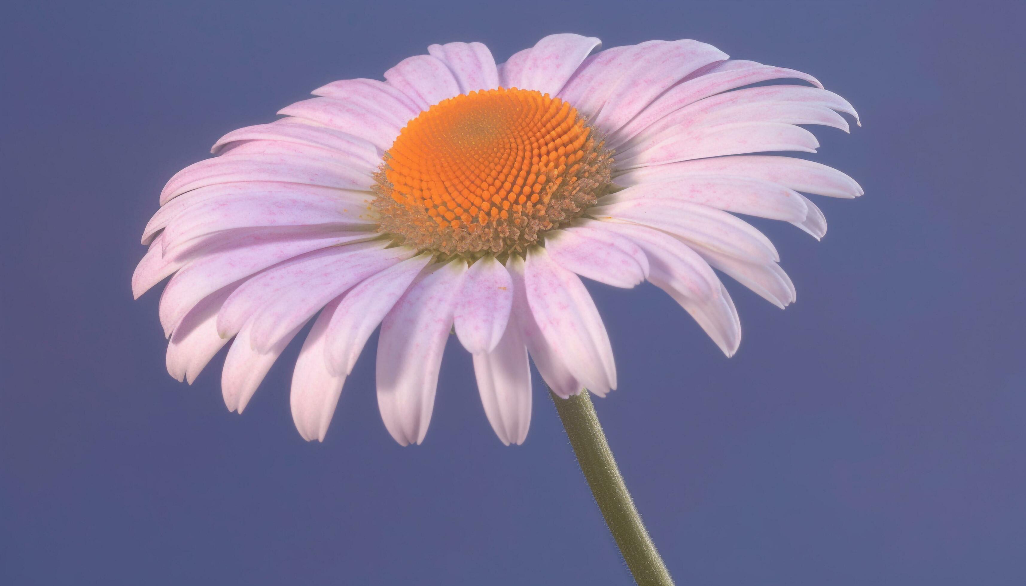 Summer beauty in nature close up of single flower petal macro generated by AI Stock Free