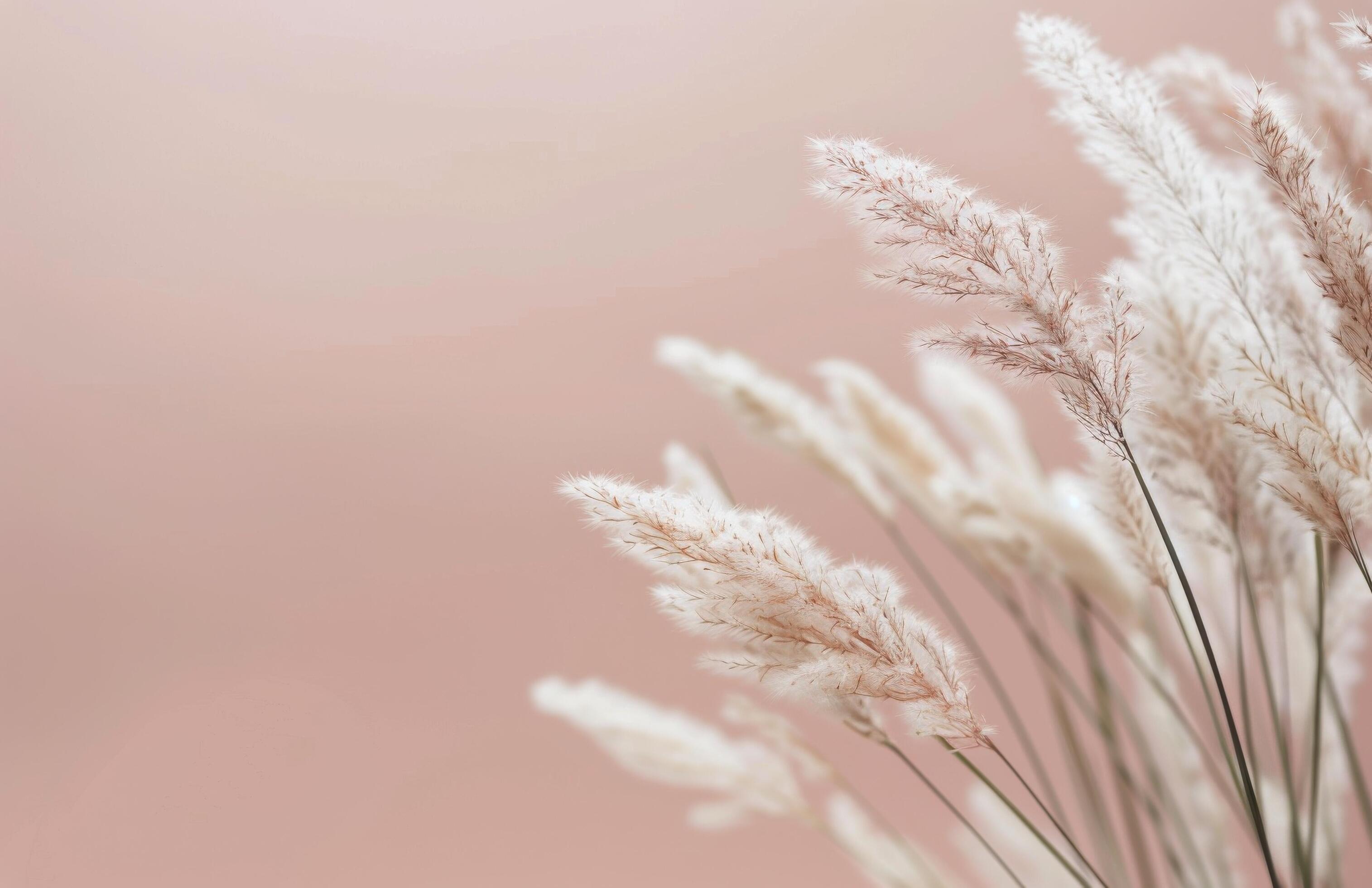 Fluffy White Grass Against A Peach Background Stock Free