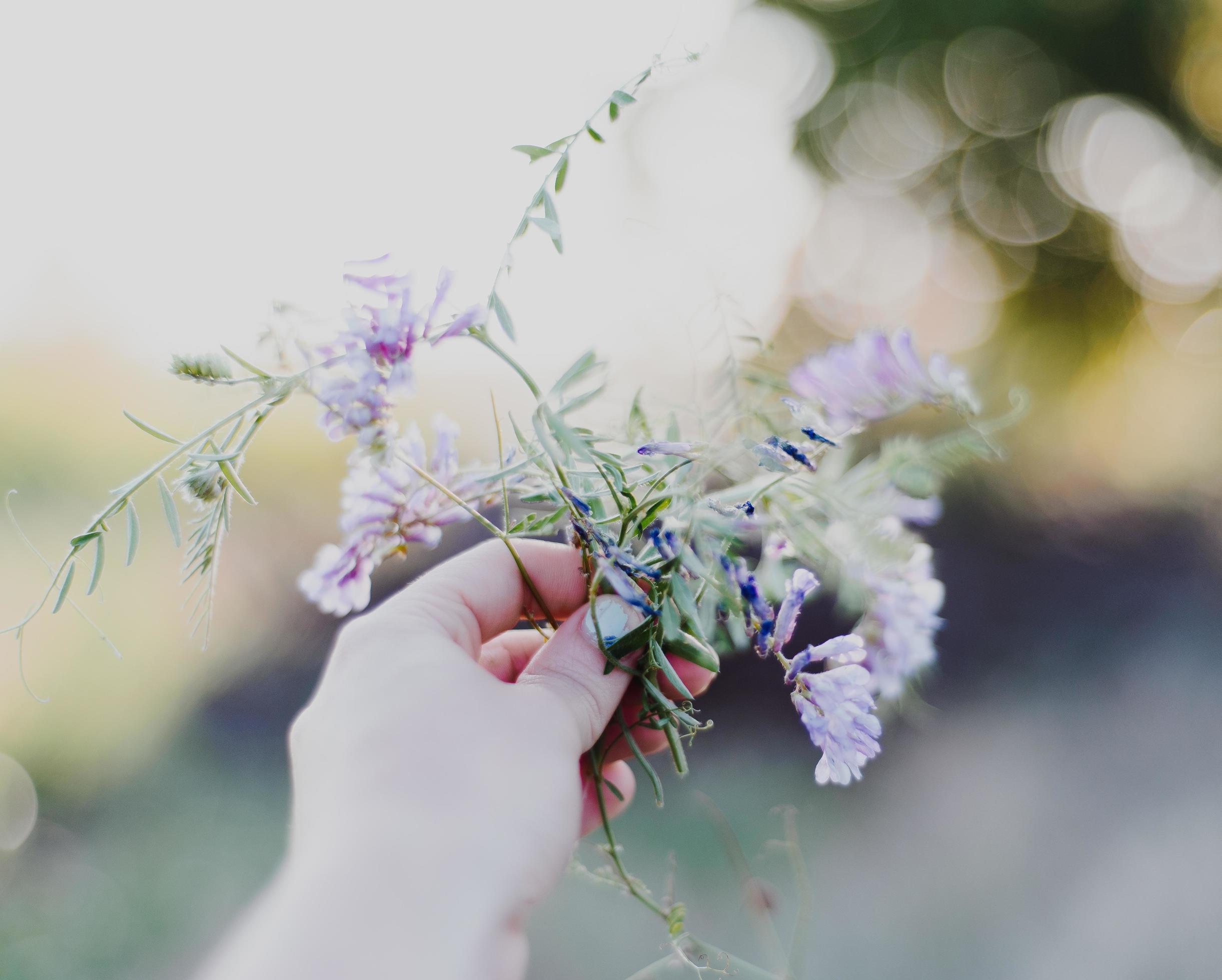 Purple petaled flower Stock Free