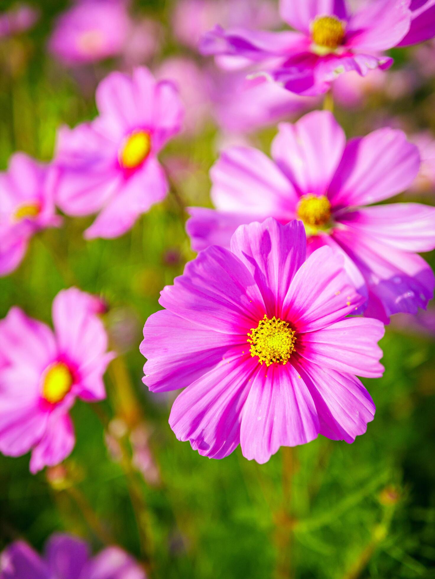 Close-up of beautiful cosmos flowers at cosmos field in moring sunlight. amazing of close-up of cosmos flower. nature flower background. Stock Free