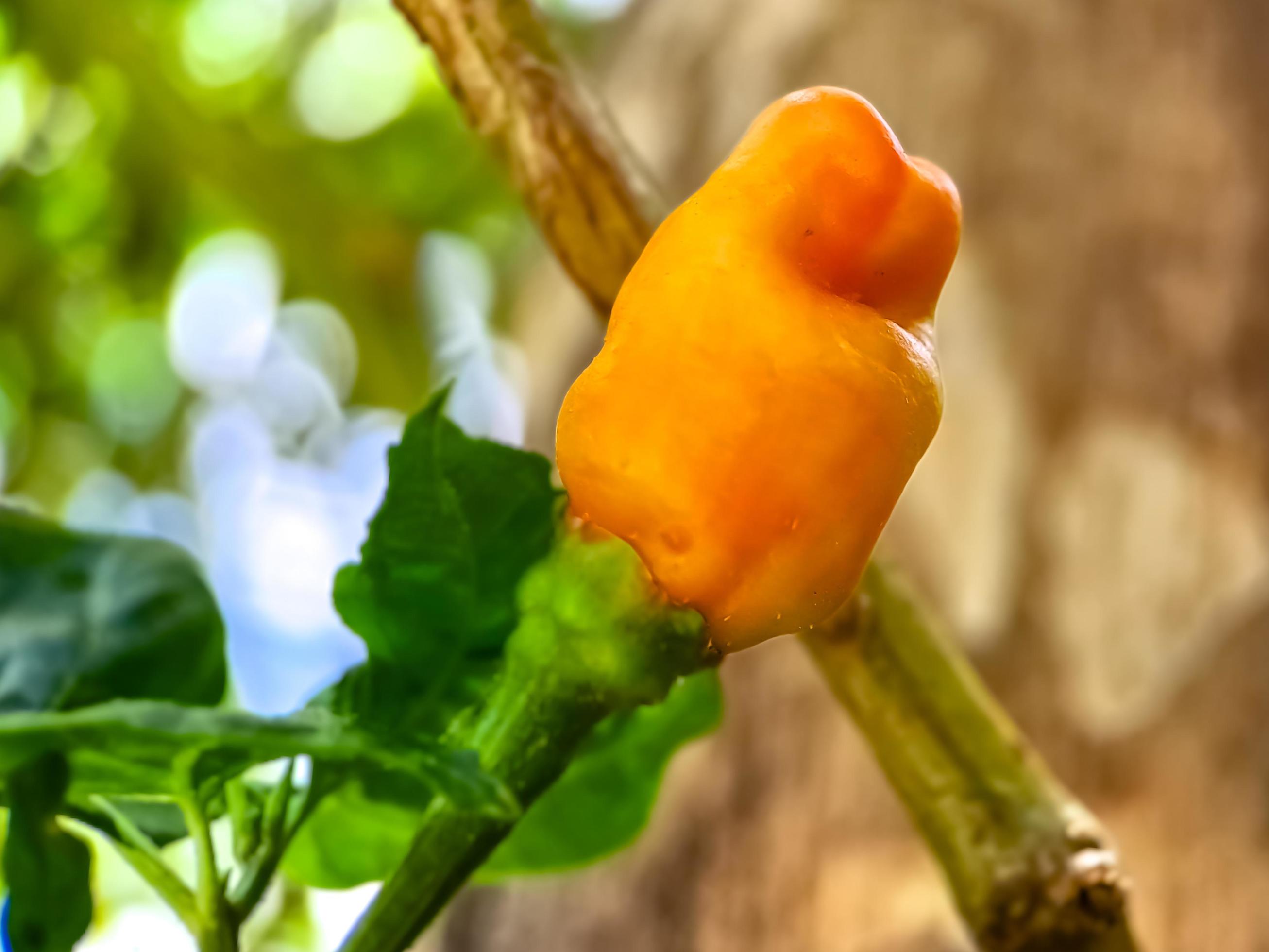 Little red cayenne pepper on organic garden farm. plants that are food and plants Stock Free