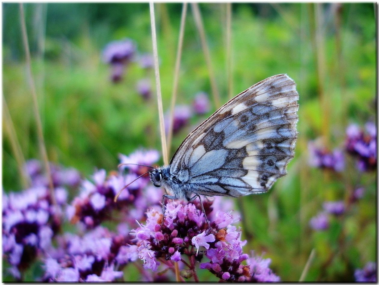 Butterfly Stock Free