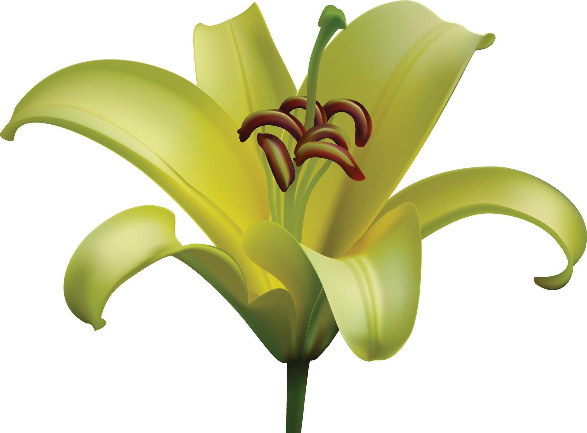 Plink lily flower isolated on white background. Realistic illustration. Stock Free