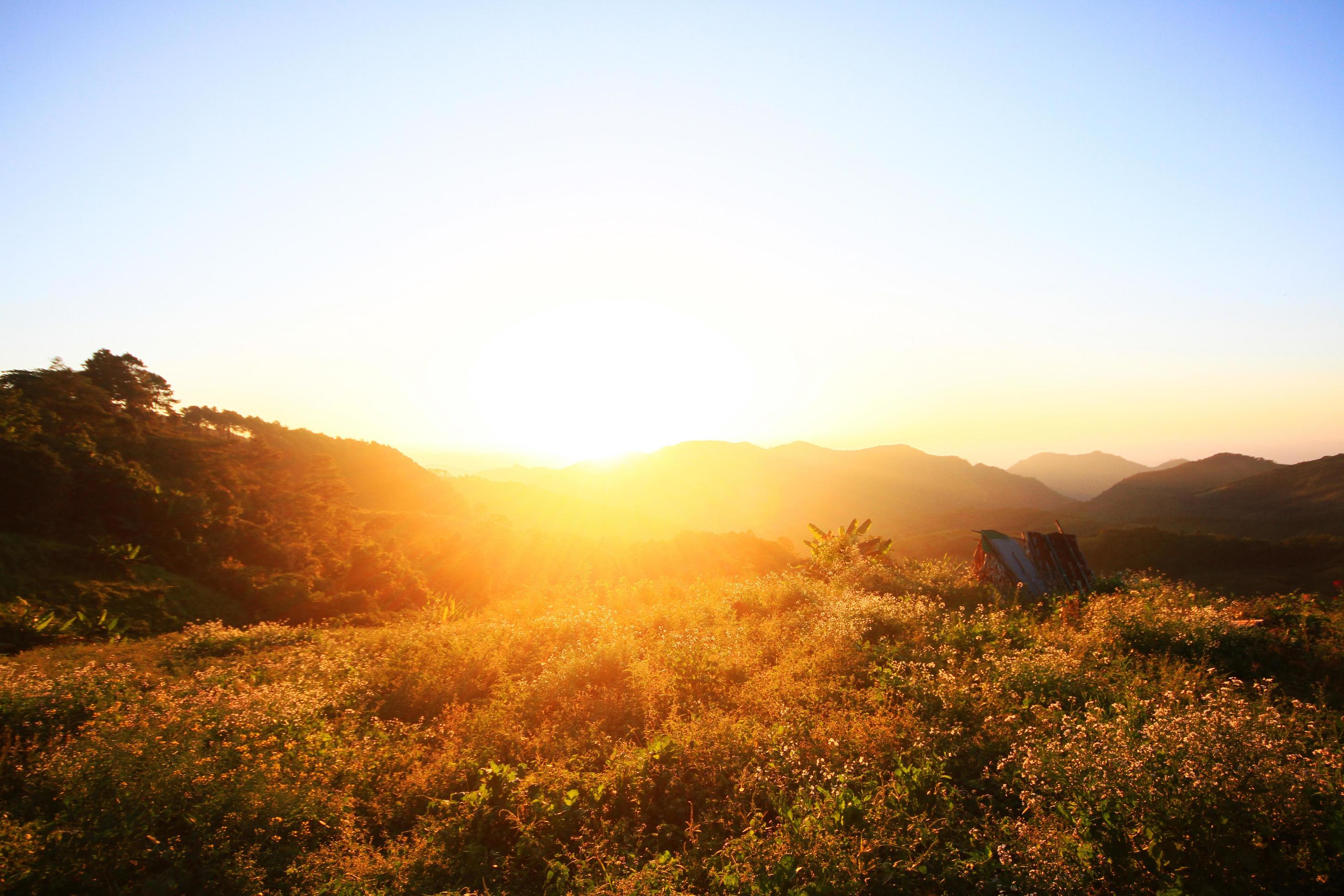 Beautiful bloming wild flowers fields and meadow in springtime on sunset and natural sunlight shining on mountain. Stock Free