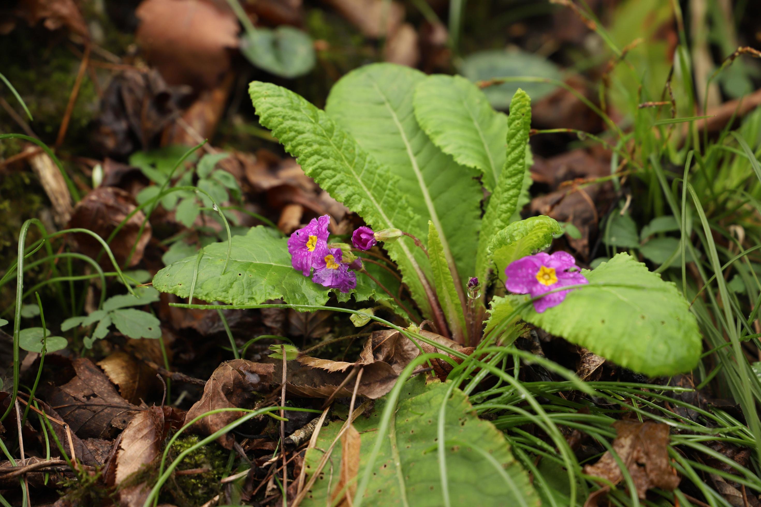 Purple flowers wild primula sprout between the grass in early spring in the mountain forest.Unfocused. Macro. Stock Free