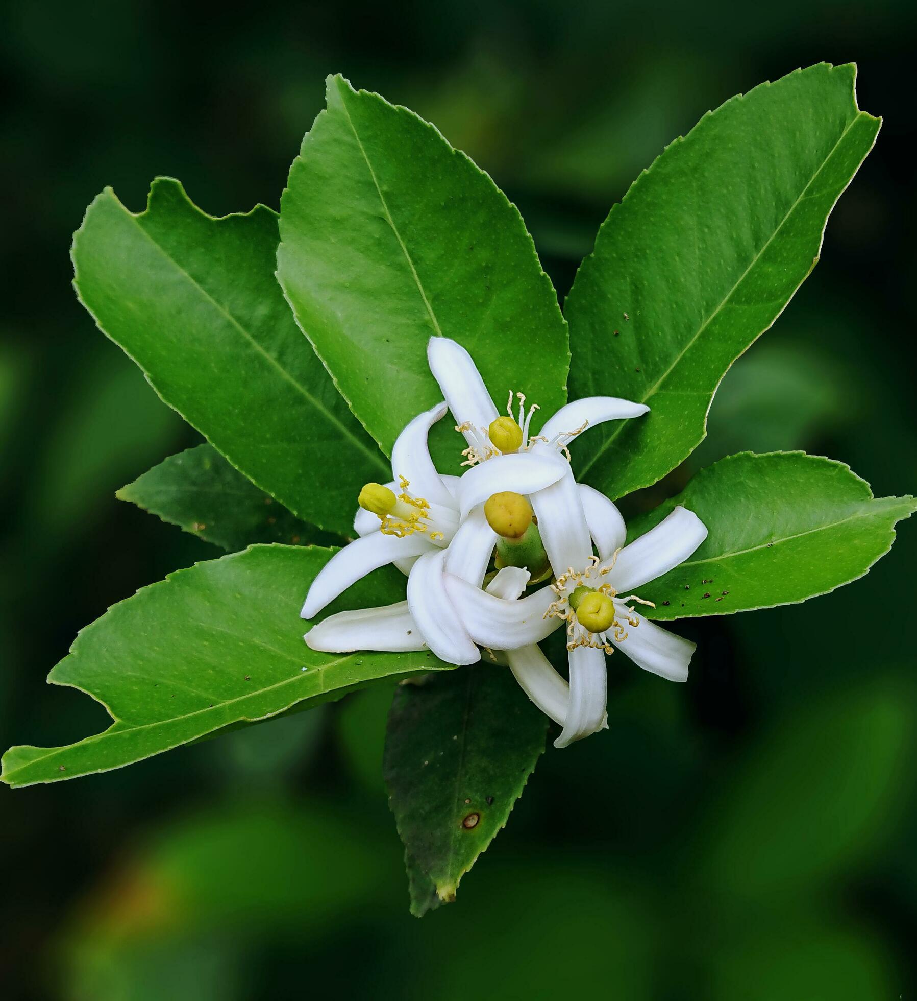 lime flowers that bloom and will become fruit Stock Free