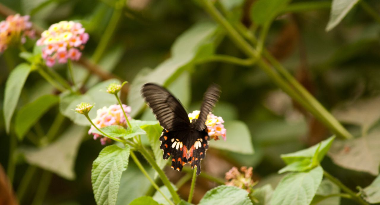 Butterfly Fluttering Stock Free