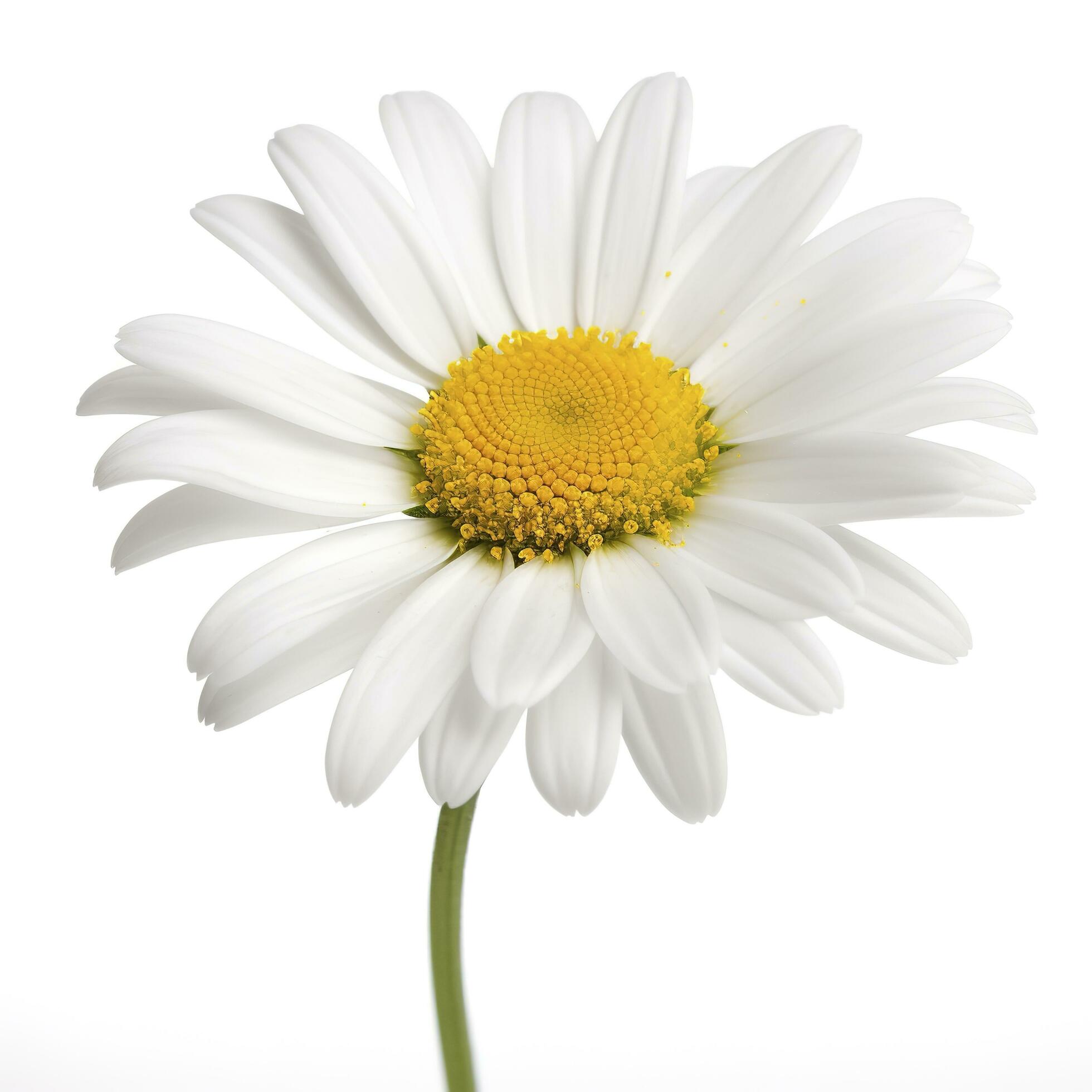 Daisy flower isolated on white background as package design element, generate ai Stock Free