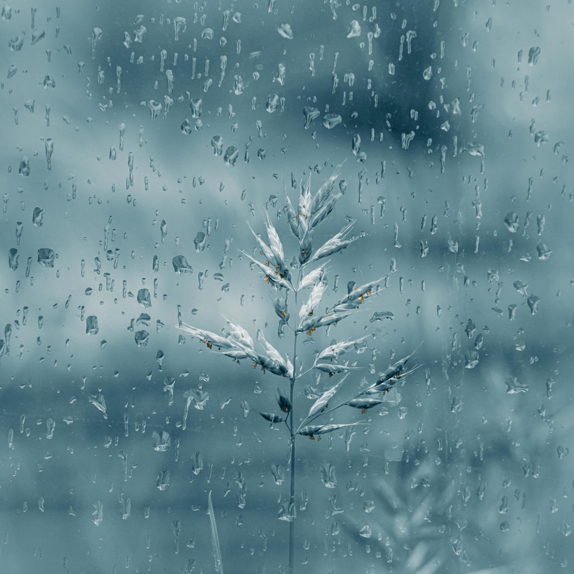 raindrops and plants in rainy days in spring season Stock Free