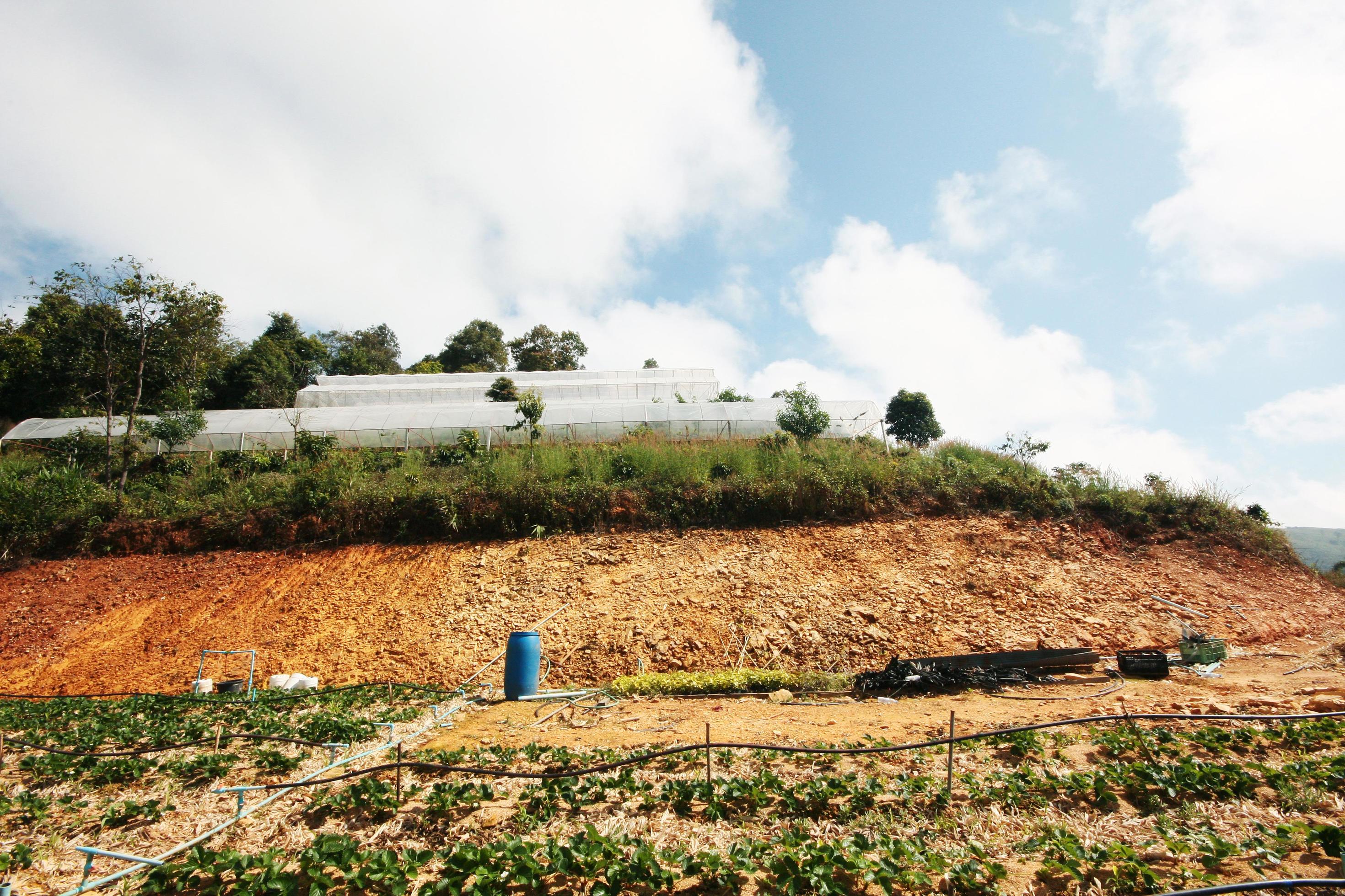 Water supply system in Strawberry Farm and Plant nursery in greenhouse on the mountain at northern in Thailand Stock Free