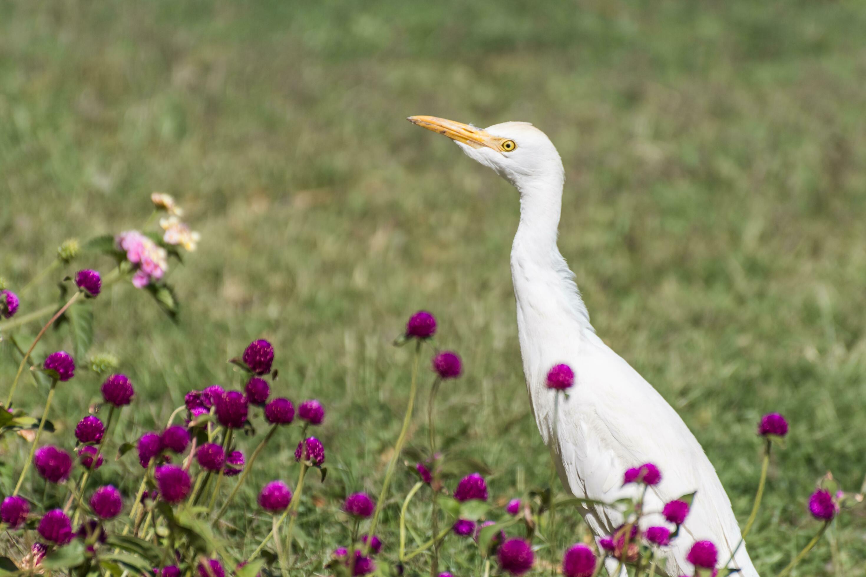 young white egret standing between lilac flowers in a resort Stock Free