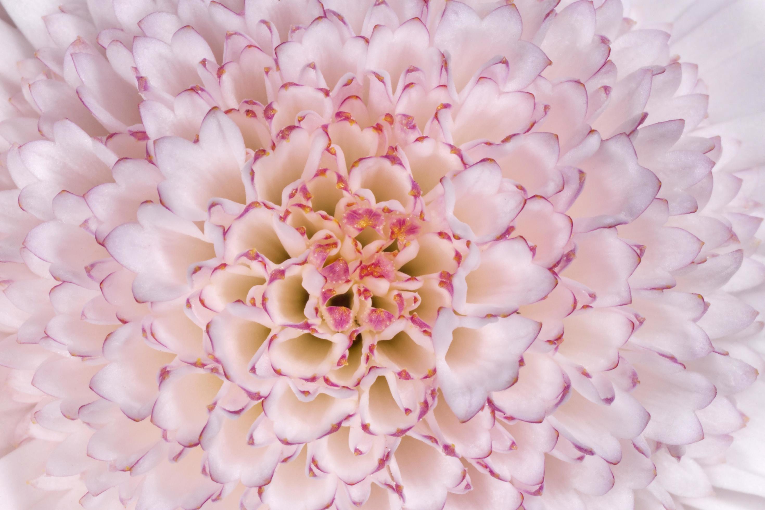 close up of chrysanthemum flower Stock Free