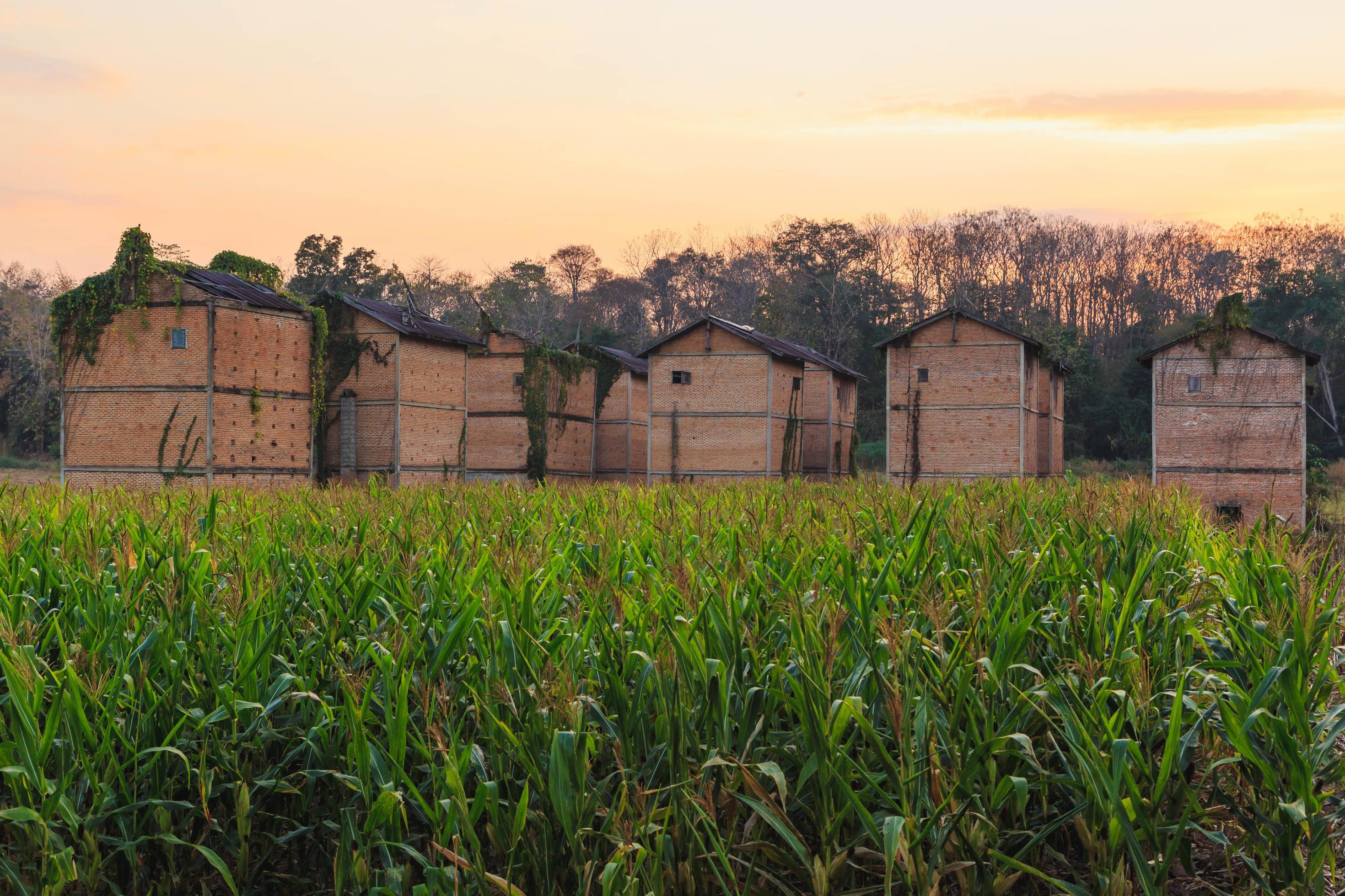 Abandoned buildings on a corn field Stock Free