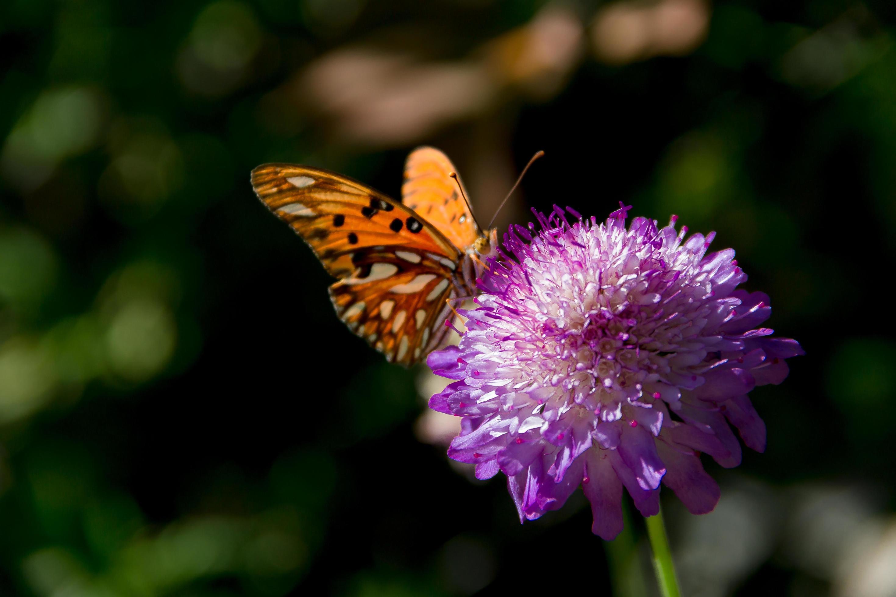 beautiful monarch butterfly fluttering over lilac flowers and thistles Stock Free