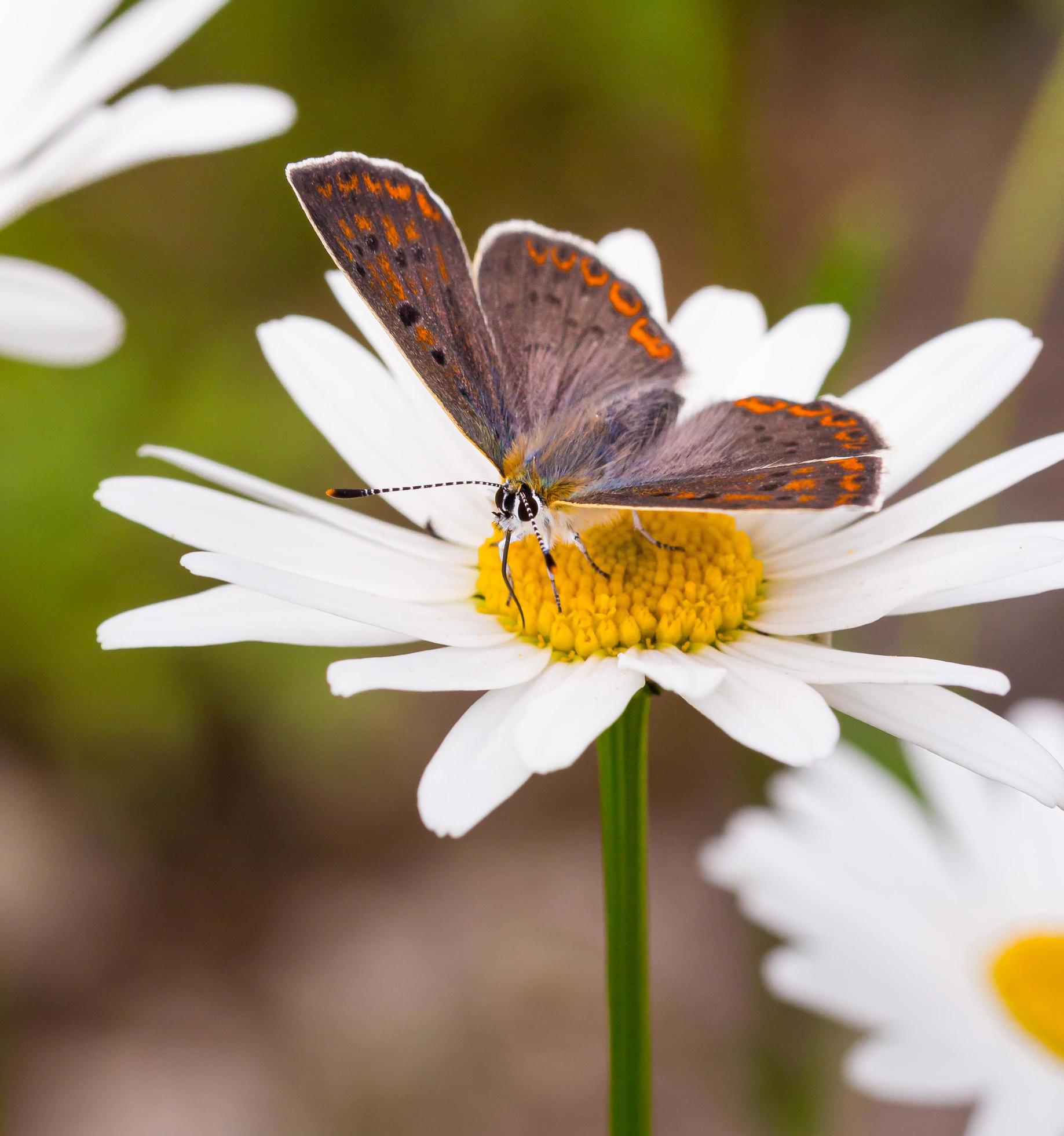 Brown and black butterfly on white flower Stock Free