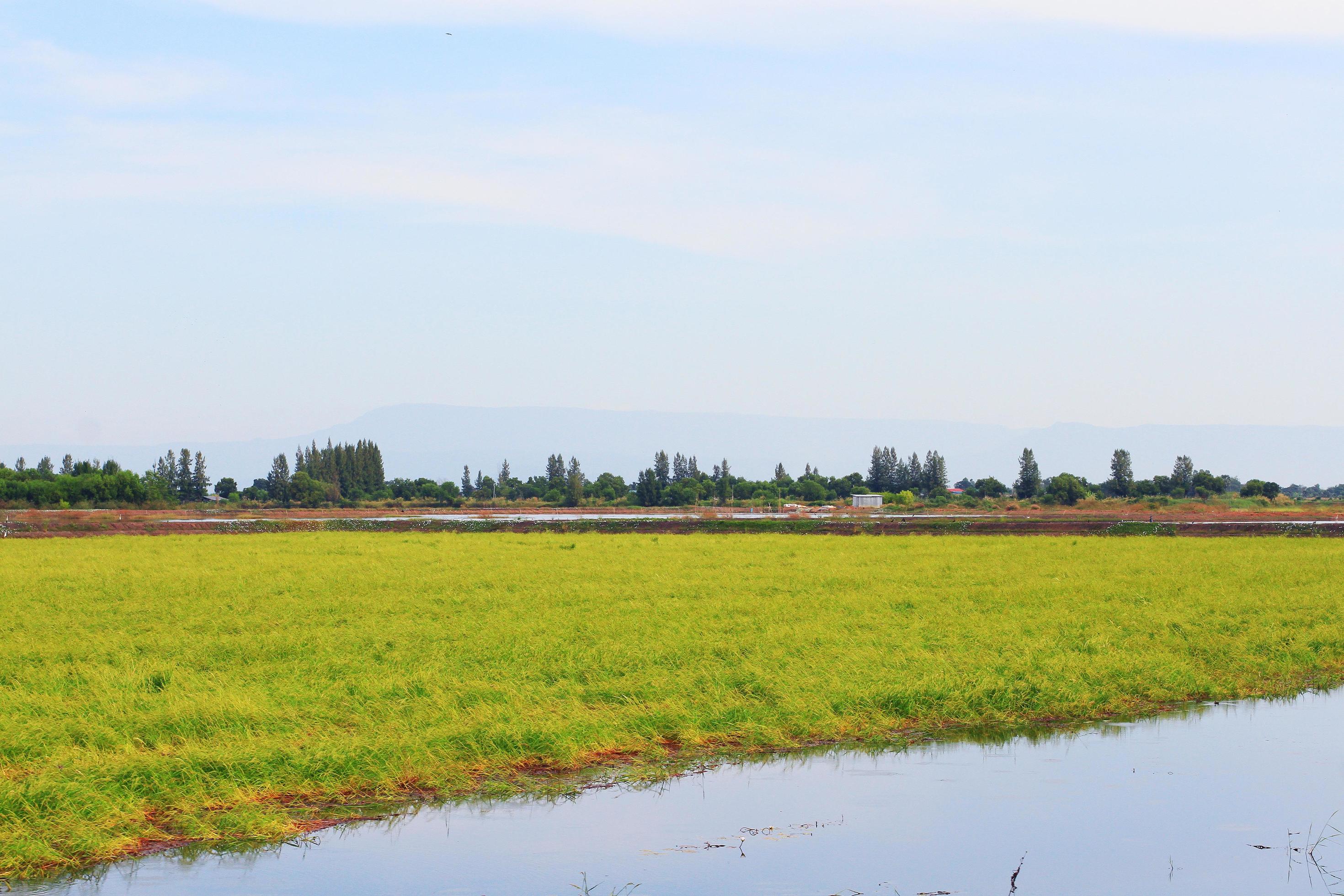 Beautiful Landscape of Fresh green rice fields and plantations near canal in Thailand Stock Free