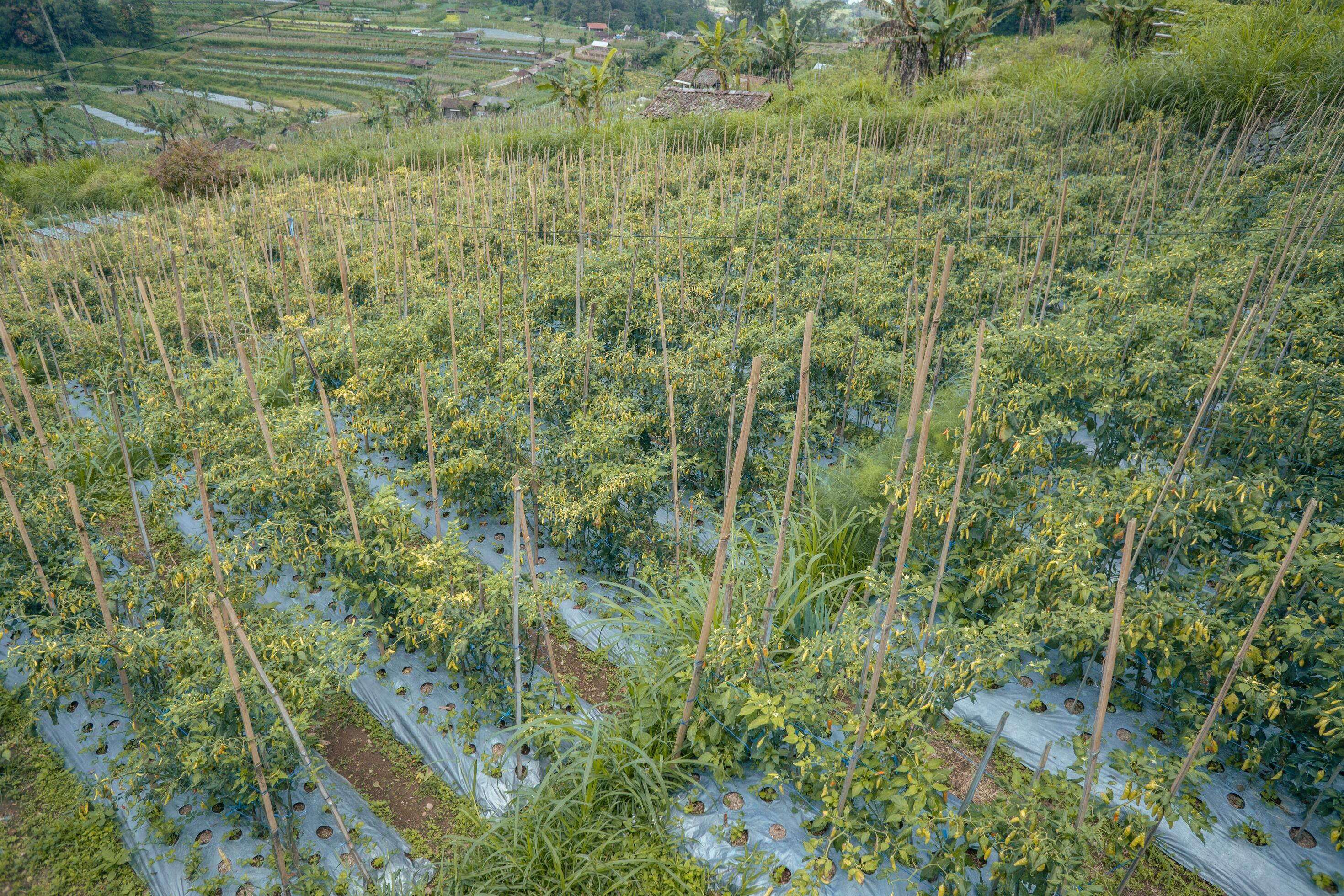 Chili and tomato garden field when springtime. The photo is suitable to use for garden field content media, nature poster and farm background. Stock Free