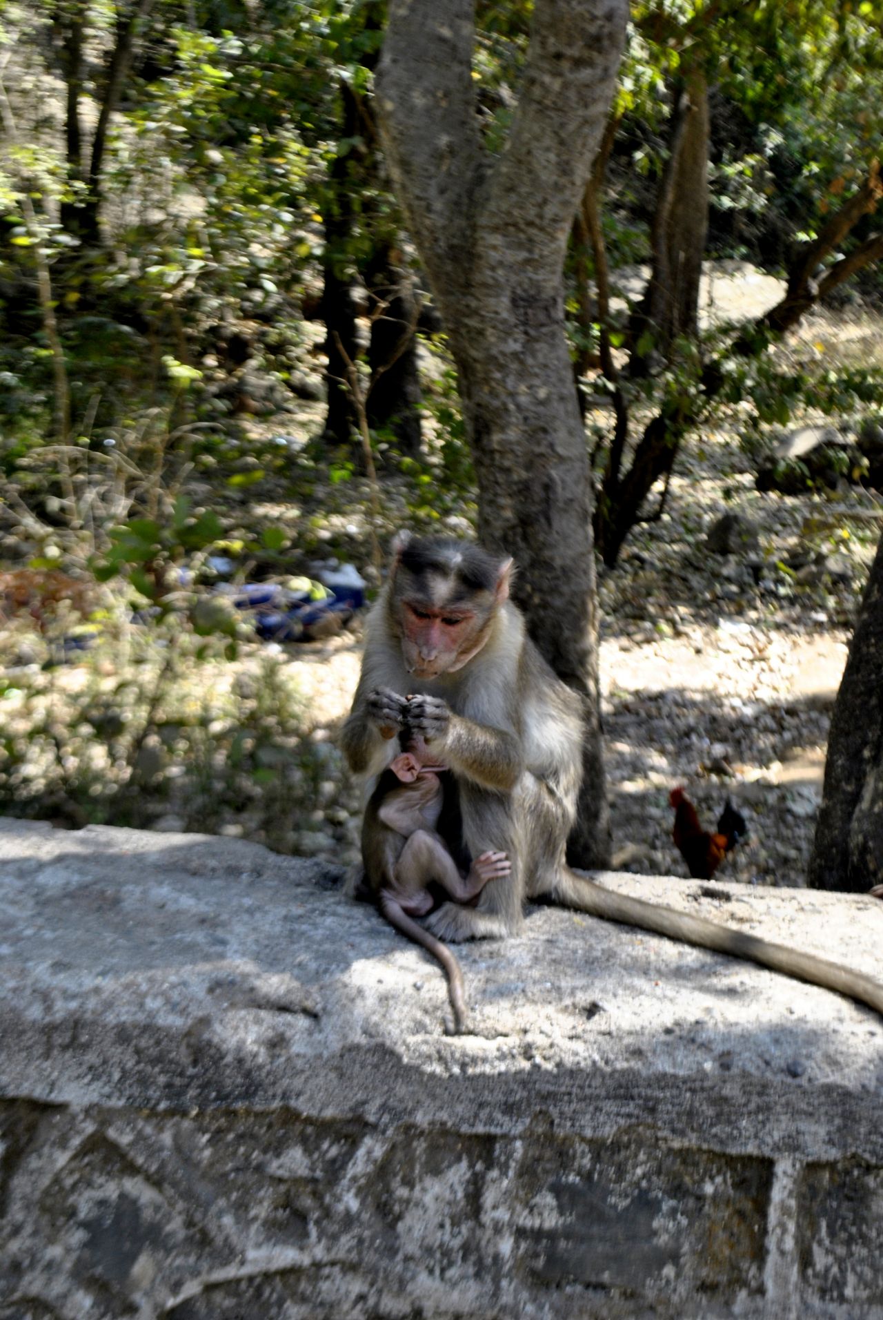 Monkey Mother Child Stock Free