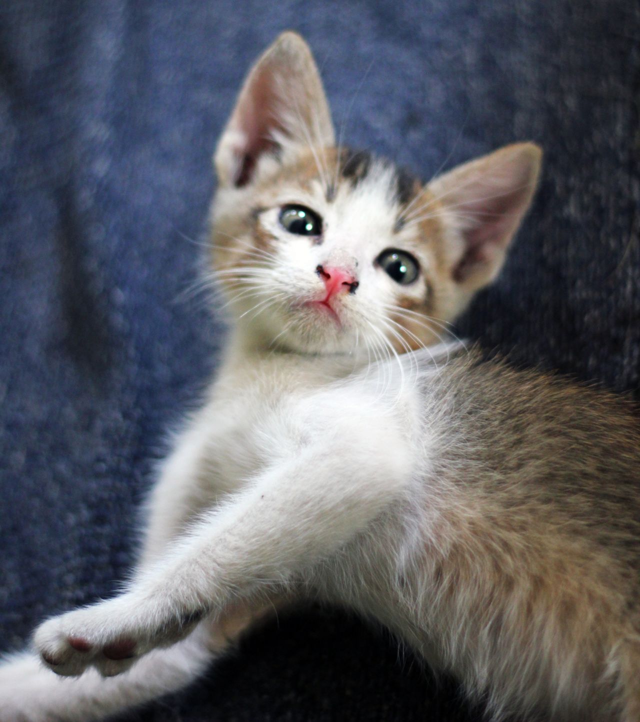 Cat Kitten Lying Down Stock Free