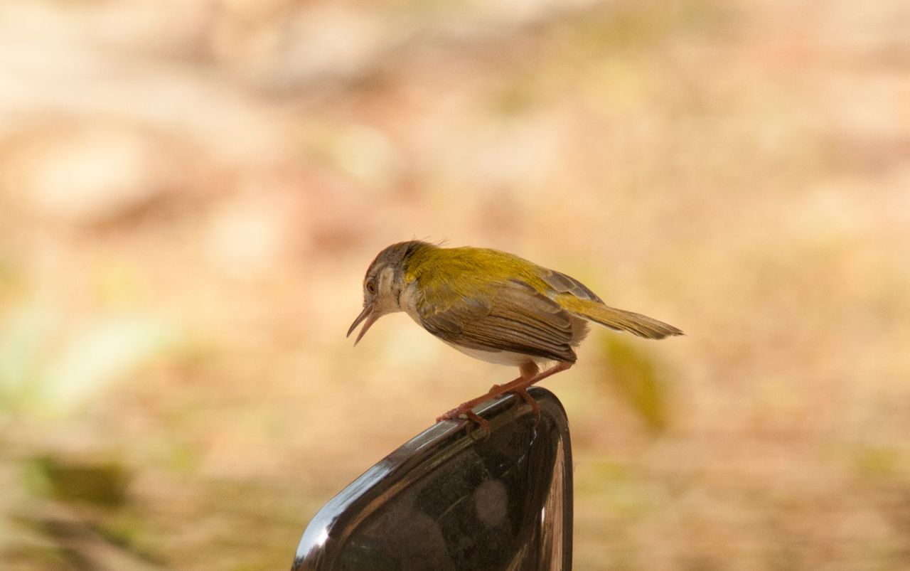 Small Bird Rearview Mirror Stock Free