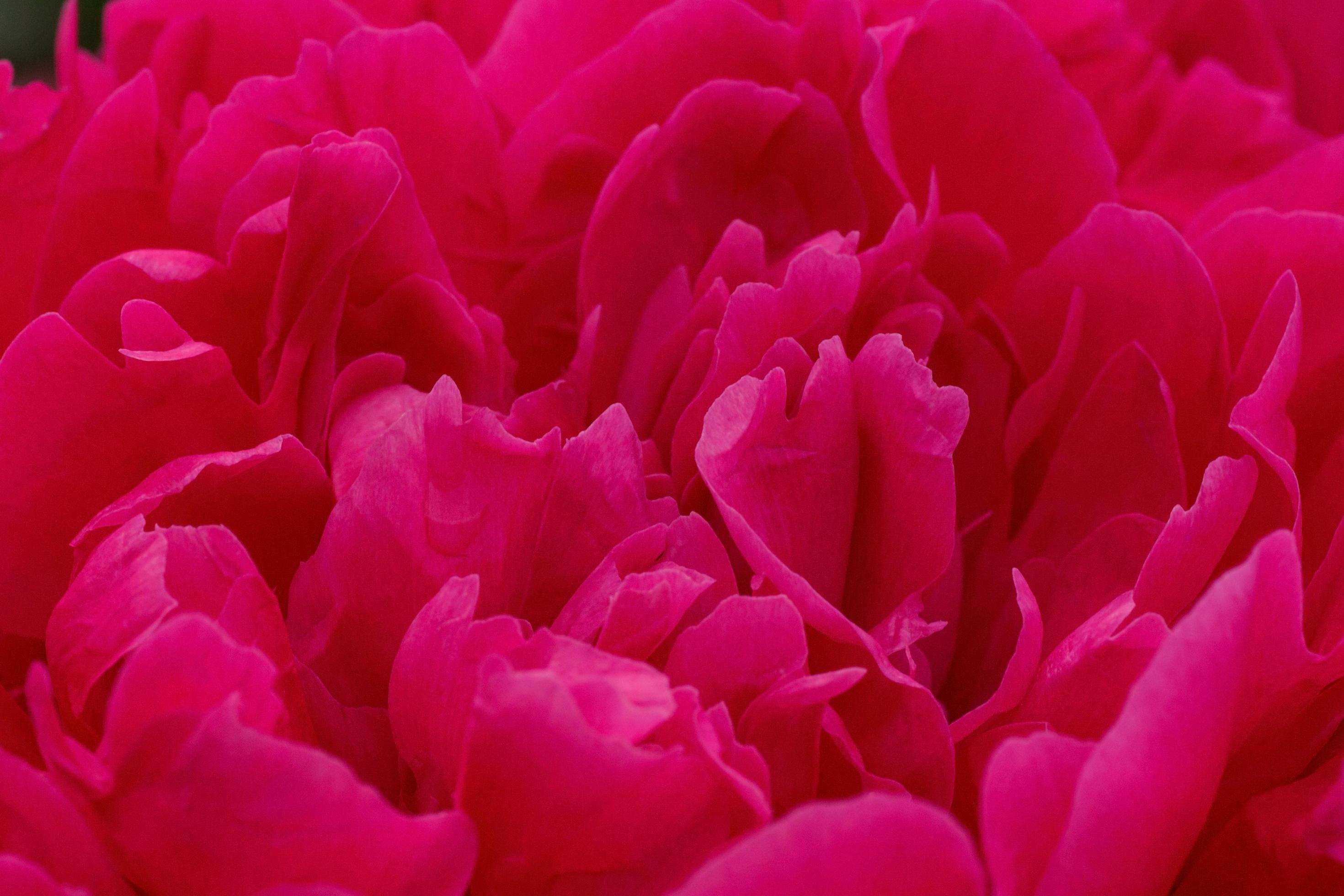 close up of red peony flower Stock Free