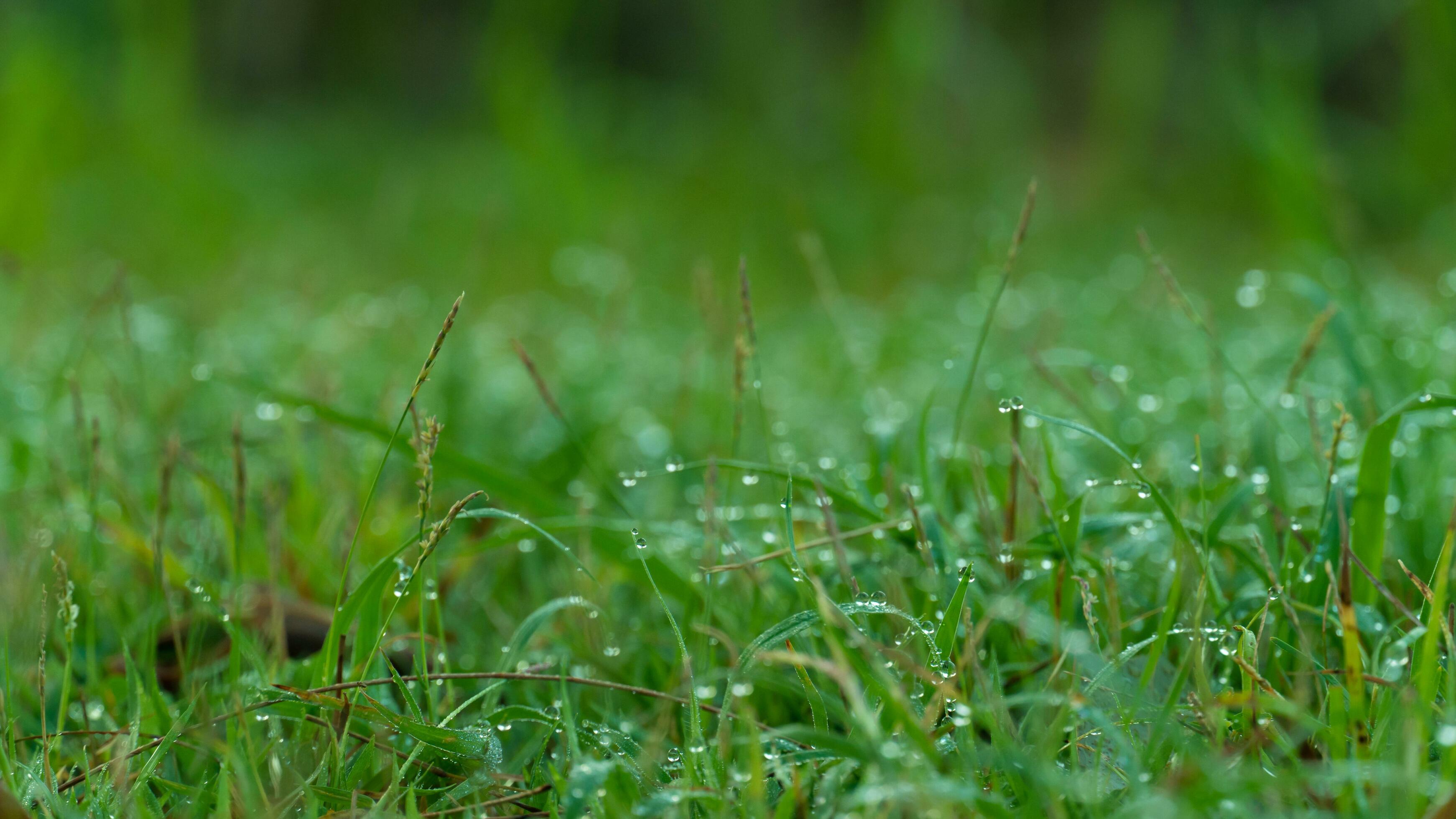 Abstract of nature background. Water droplets clinging to the top of the green grass. Stock Free