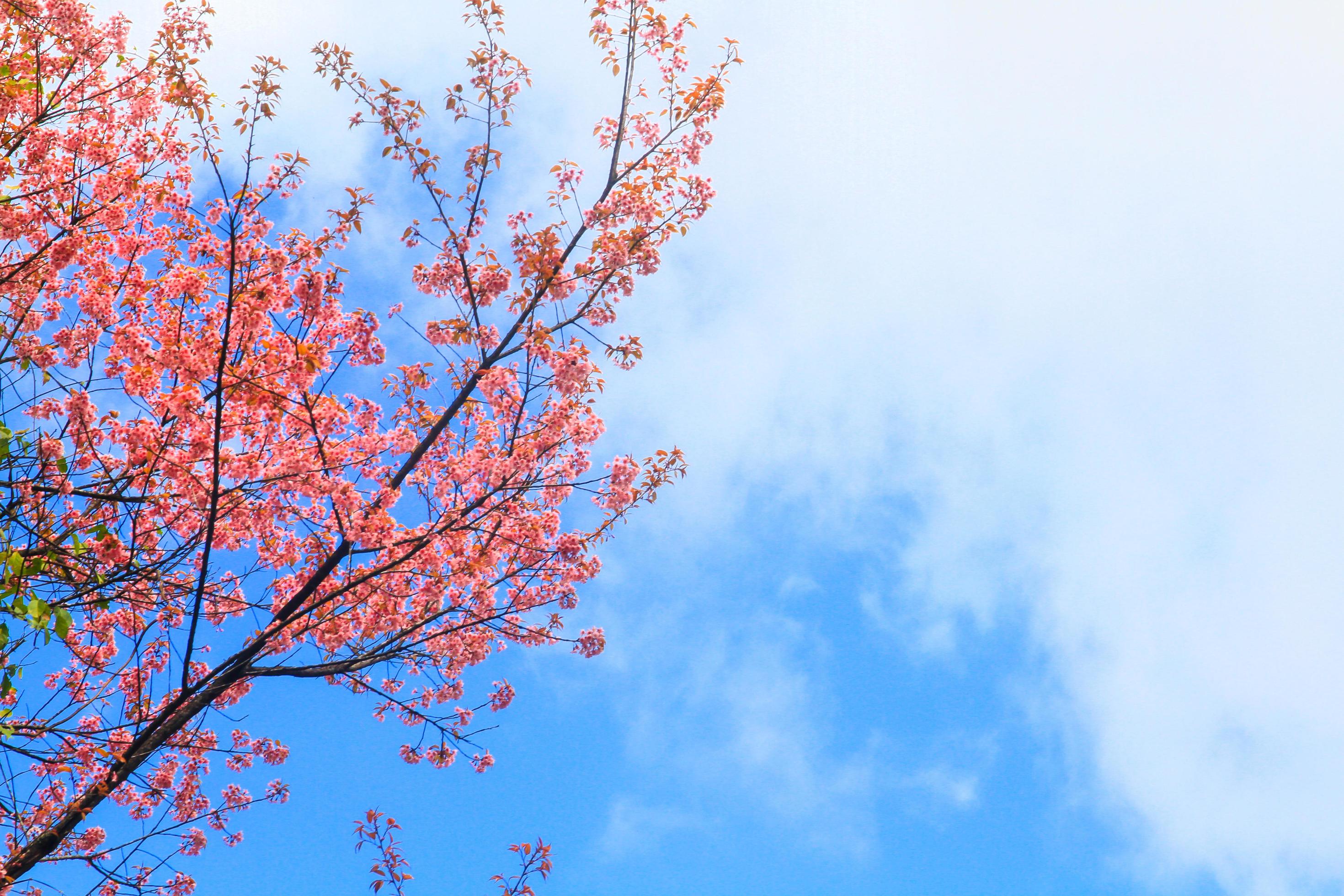 Beautiful Wild Himalayan Cherry flowers with blue sky in forest on the mountain, Thailand Stock Free