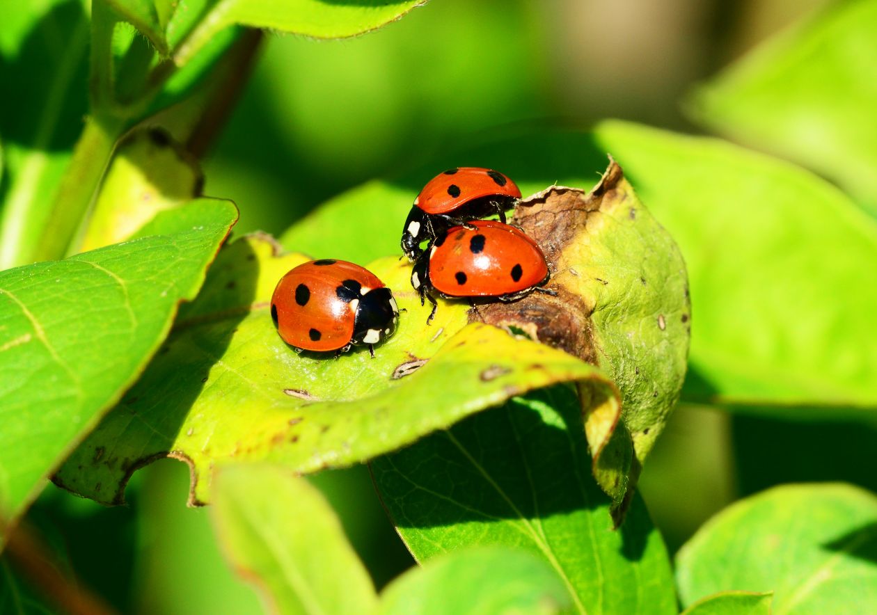 Beetles Stock Free