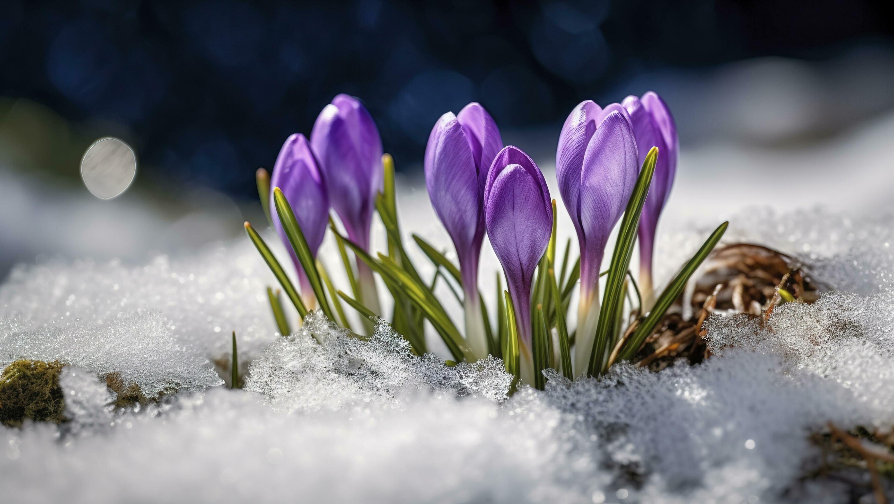 Crocuses – blooming purple flowers making their way from under the snow in early spring, closeup with space for text , generate ai Stock Free