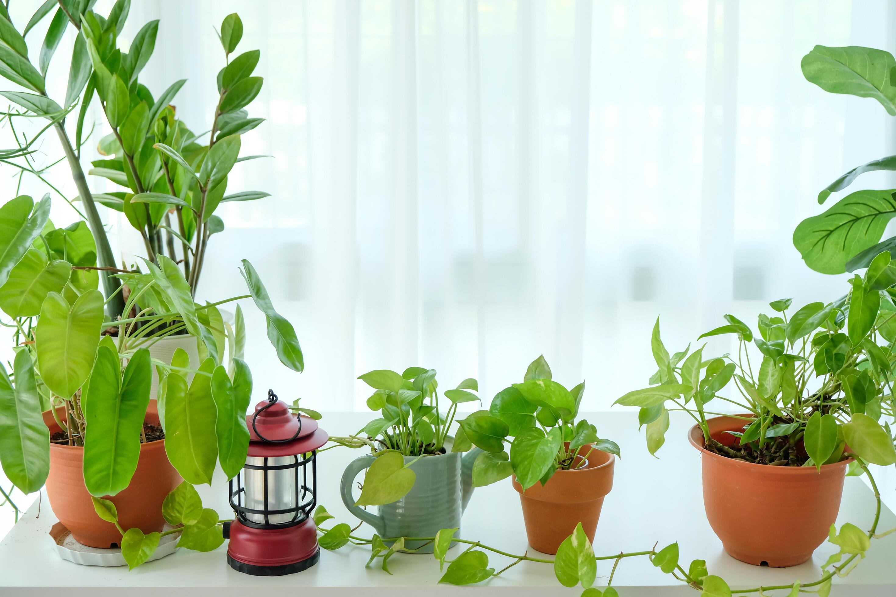 Real photo of houseplants in a glass room with white curtains. Stock Free