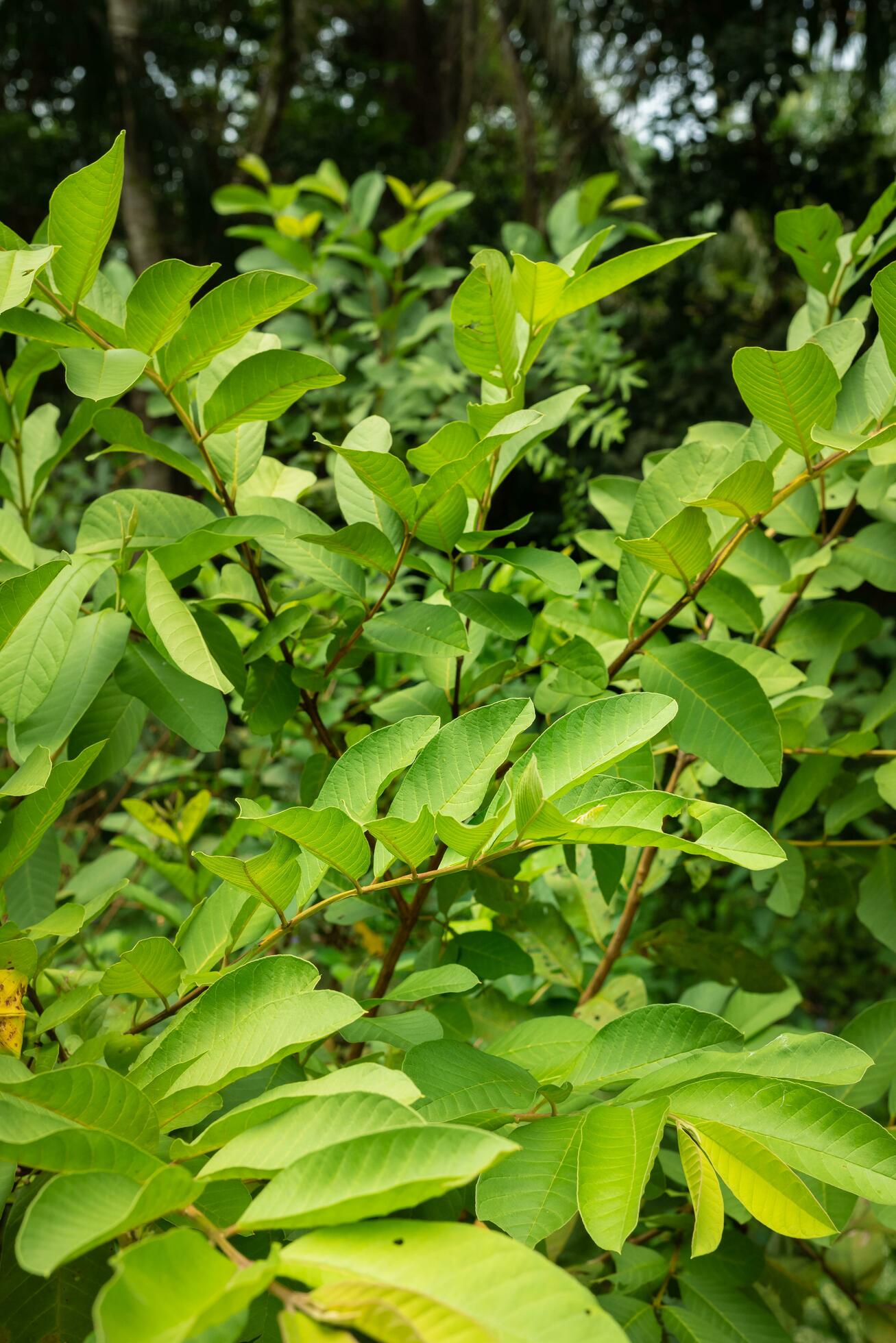 guava tree plant with its dense leaves against a natural background Stock Free