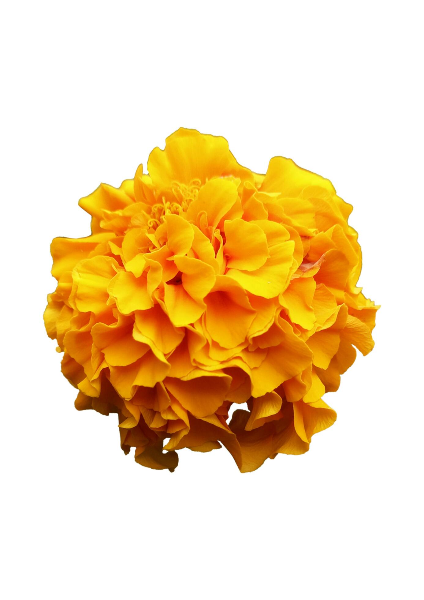 marigold flower with white background Stock Free