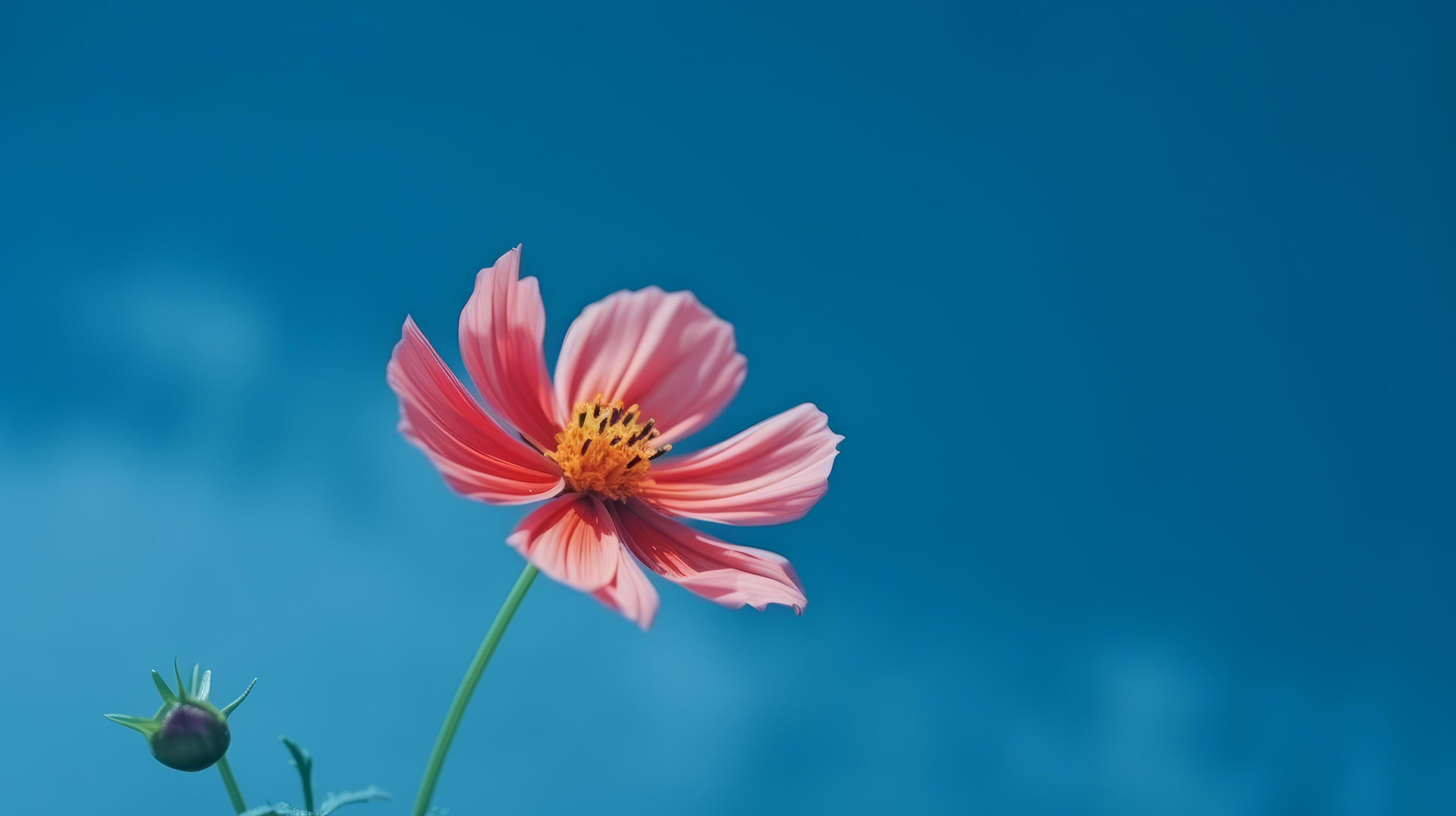 Cosmos flower over sky background. Illustration Stock Free