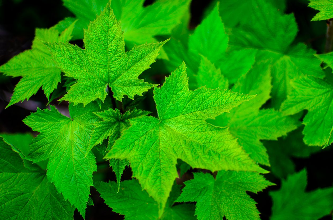 Green leaves Stock Free