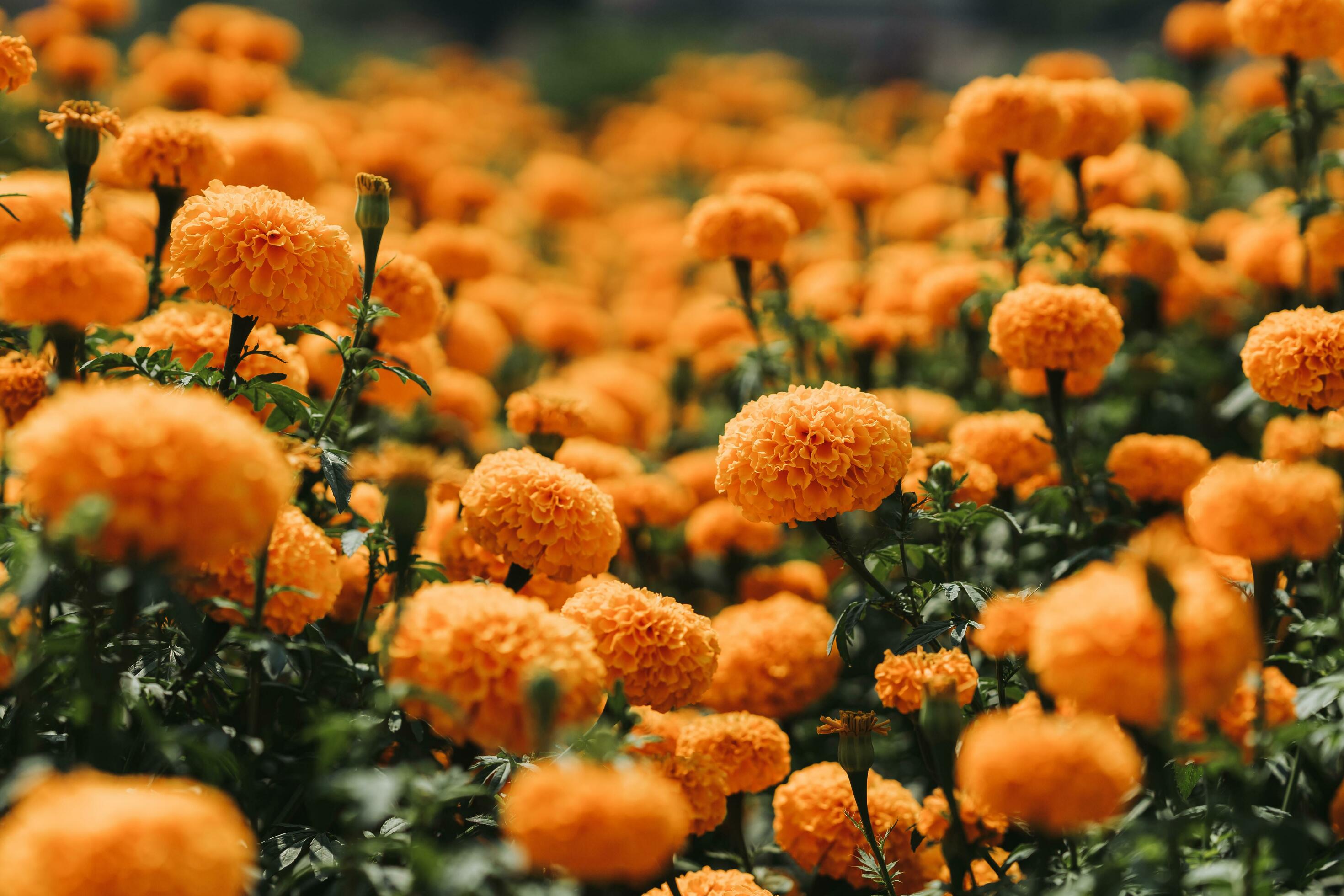 marigold flower in graden Stock Free