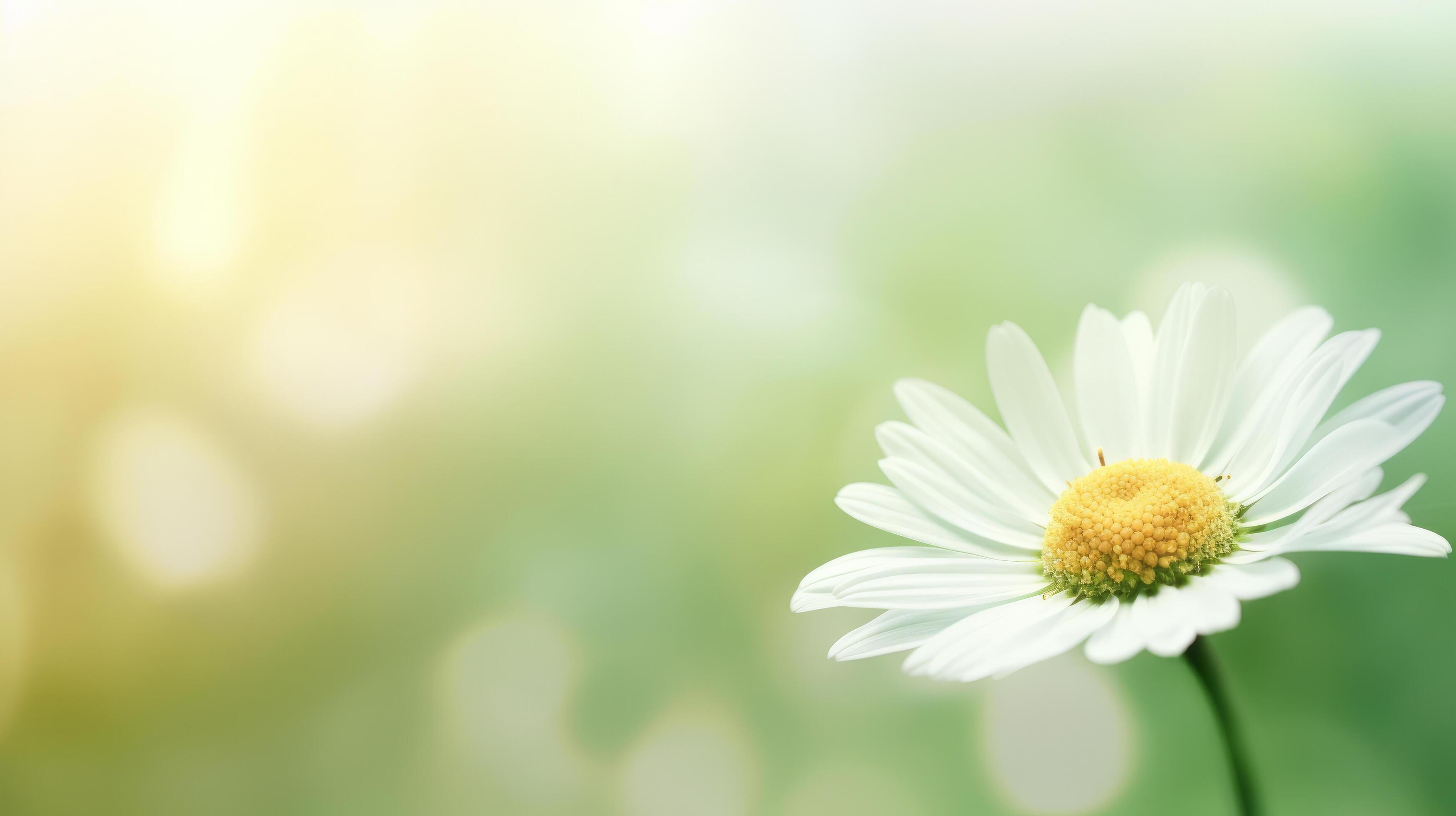 Daisy flower background. Illustration Stock Free