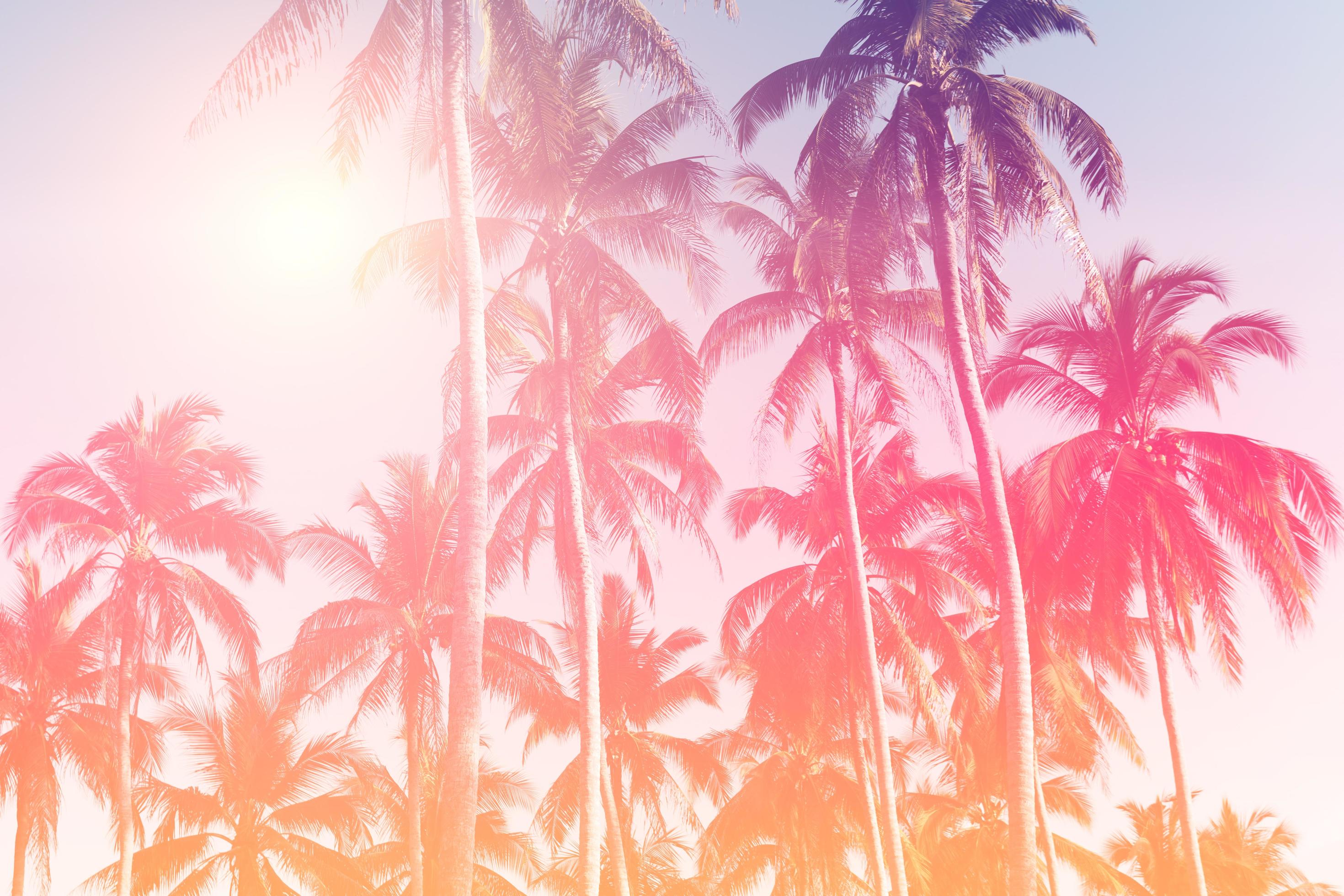 Tropical palm coconut trees on sunset sky flare and bokeh nature background Stock Free