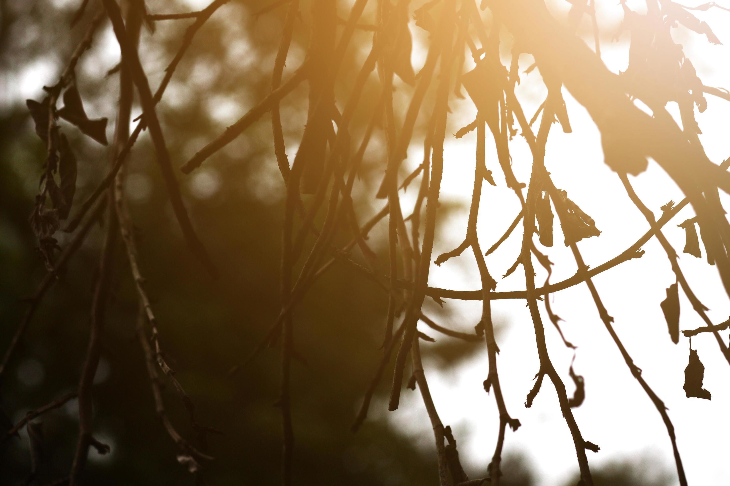 Beautiful Sun light Splashed on dry tree branches in forest. Stock Free