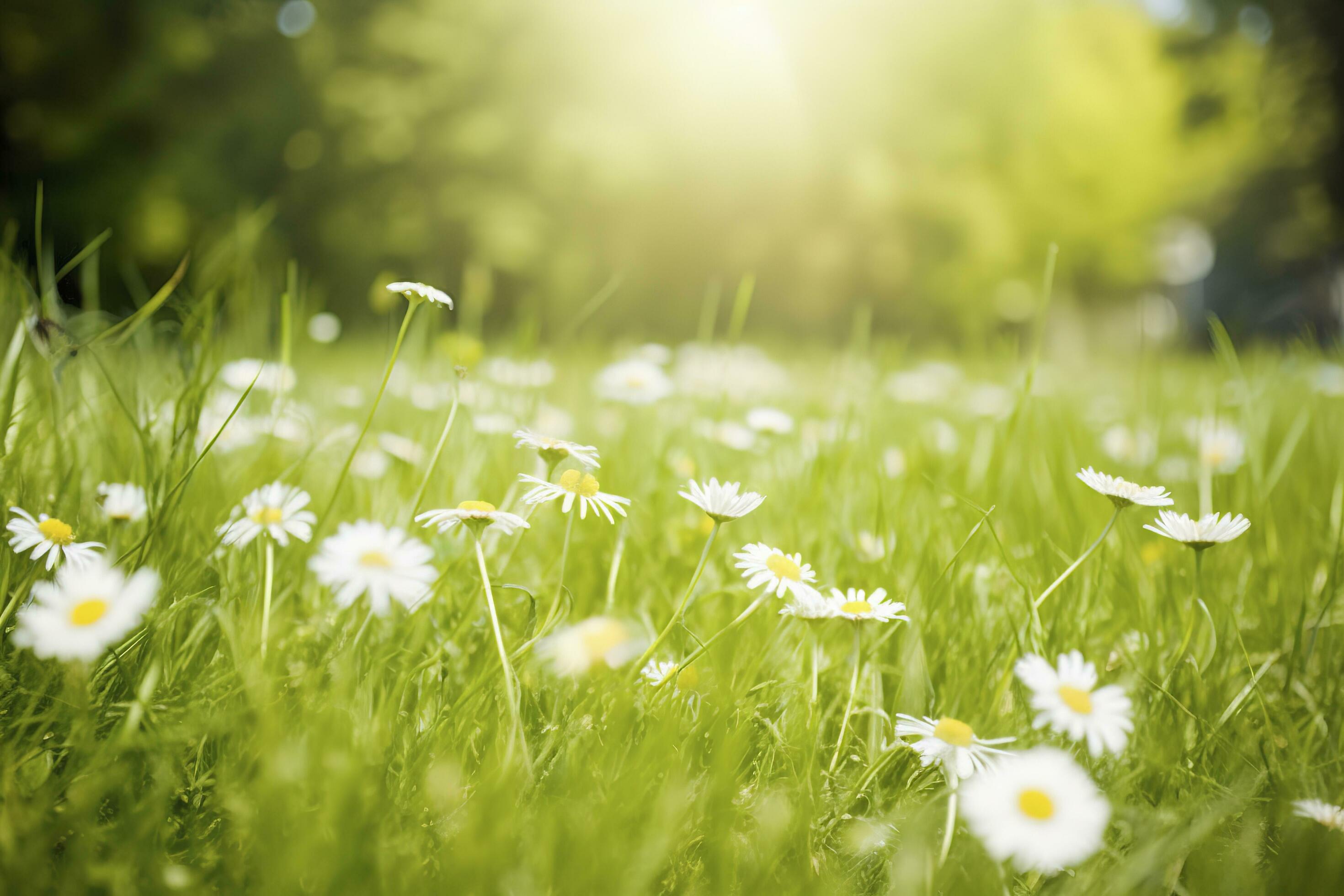 Sunny Spring Grass Meadow, Daisy Flowers , generate ai Stock Free